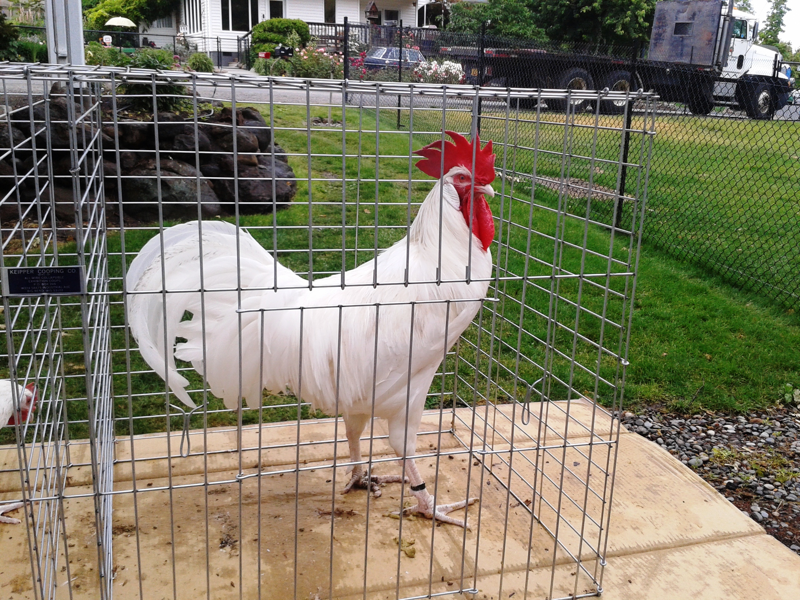One of my White Minorca cocks. Mike Omeg