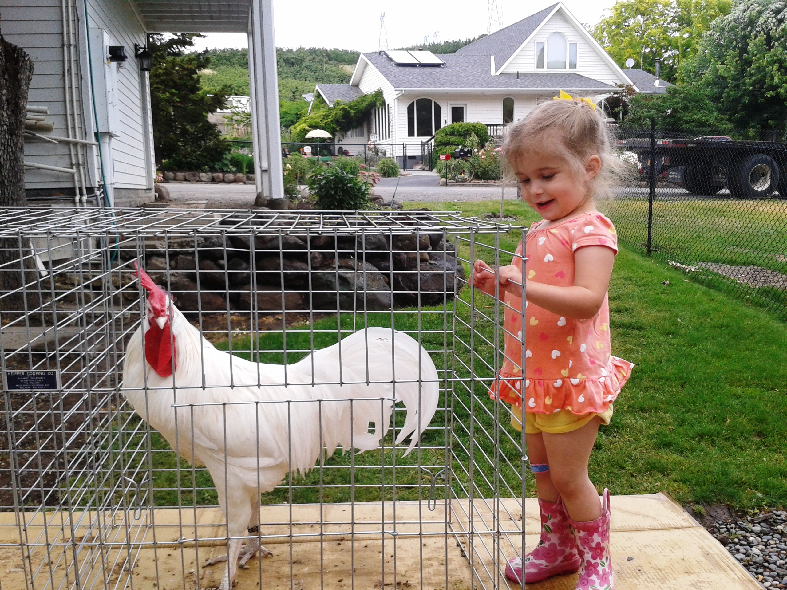 One of my White Minorca cocks with my daughter.  He weights just under 9 lbs. Mike Omeg