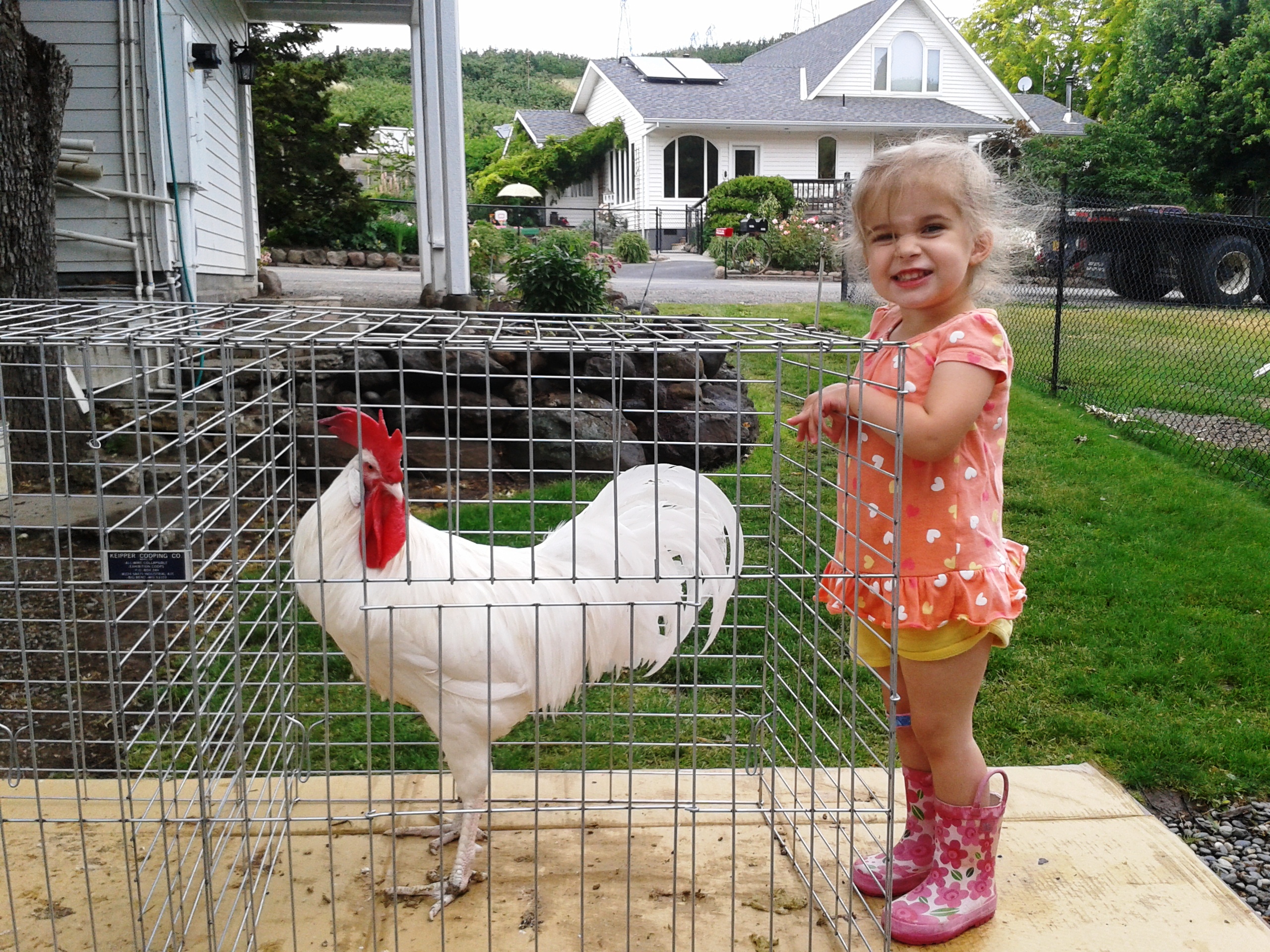 One of my White Minorca cocks with my daughter.  He weights just under 9 lbs. Mike Omeg