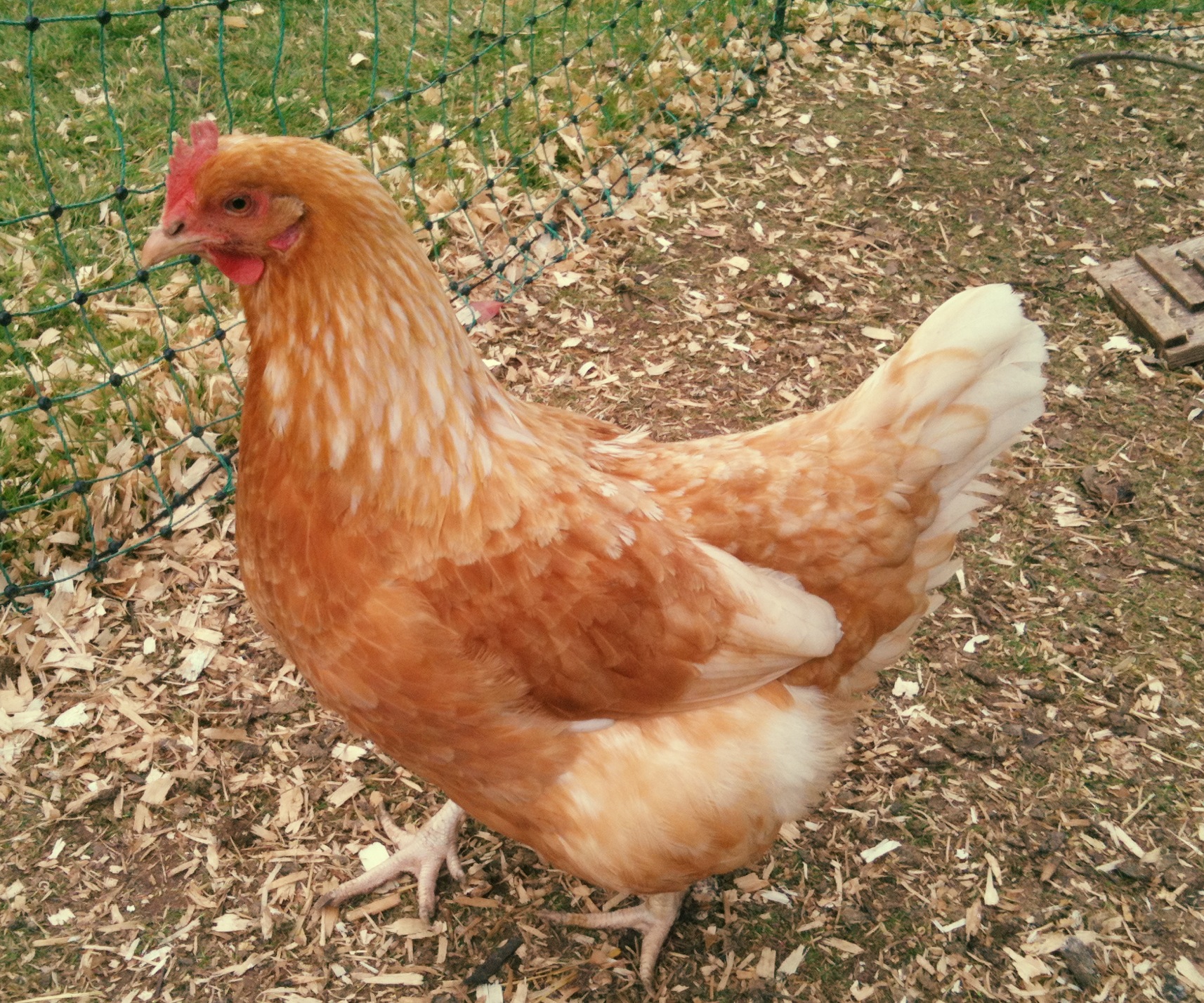 One of my x- battery hens Blanche who is very loving.