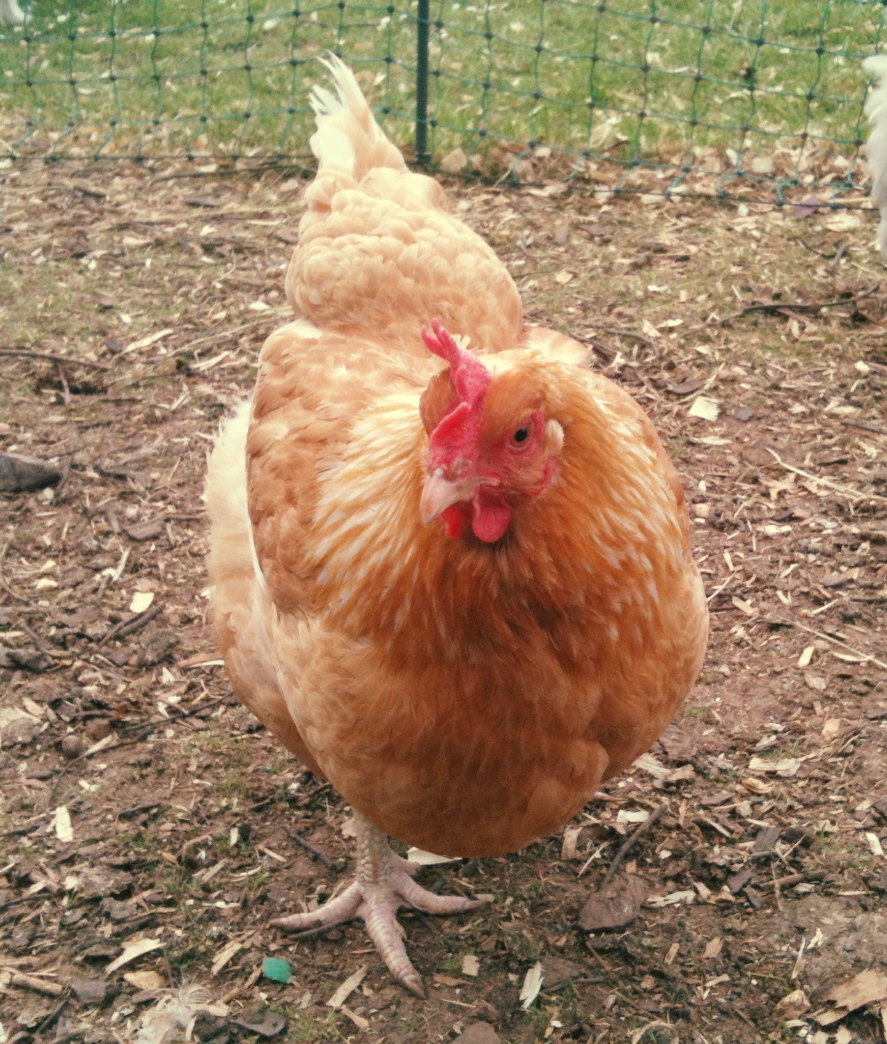 One of my x- battery hens Maxi who has a funny walk like Max Wall.