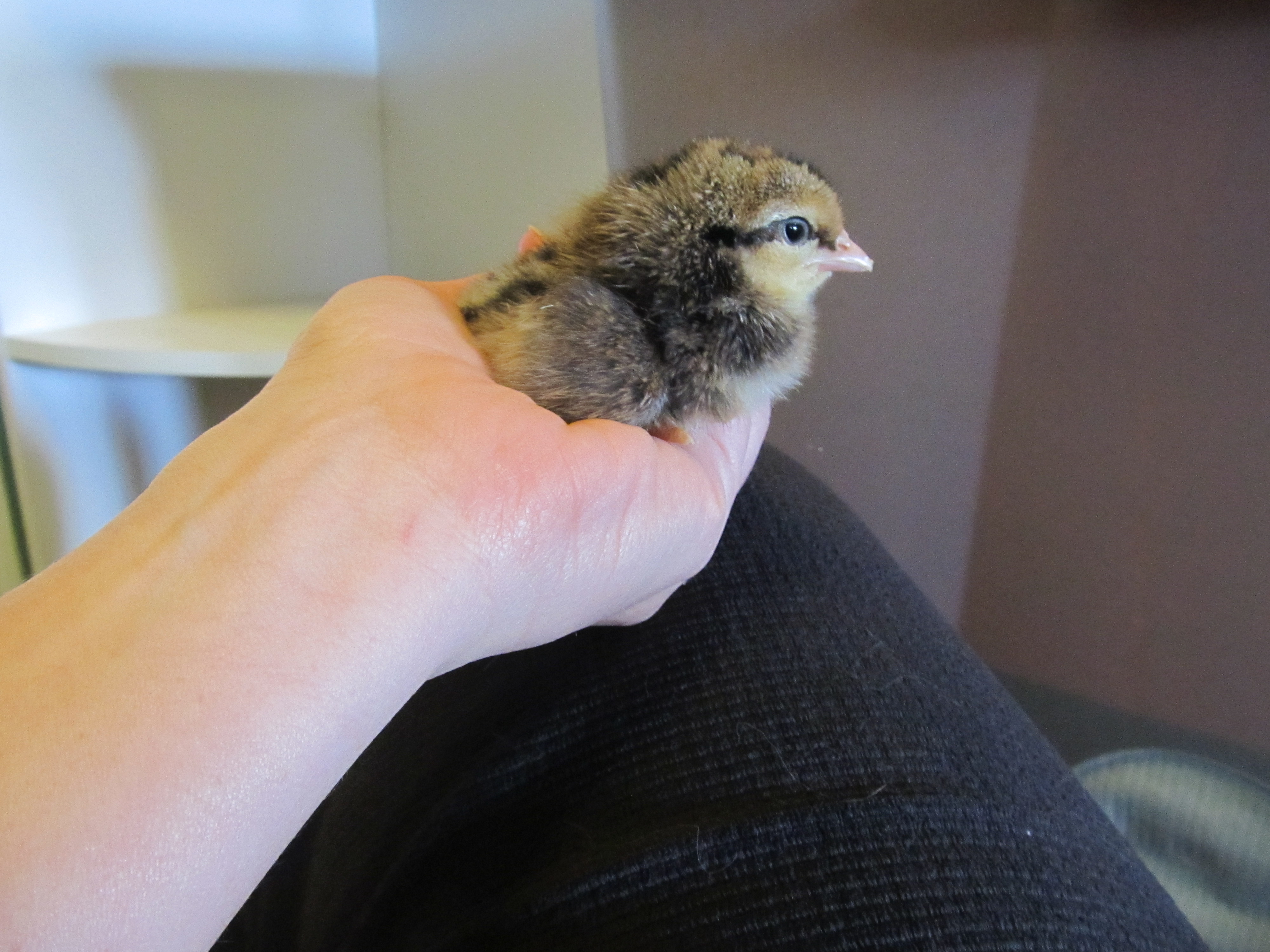 One of my youngest hens.  Less than a day old.