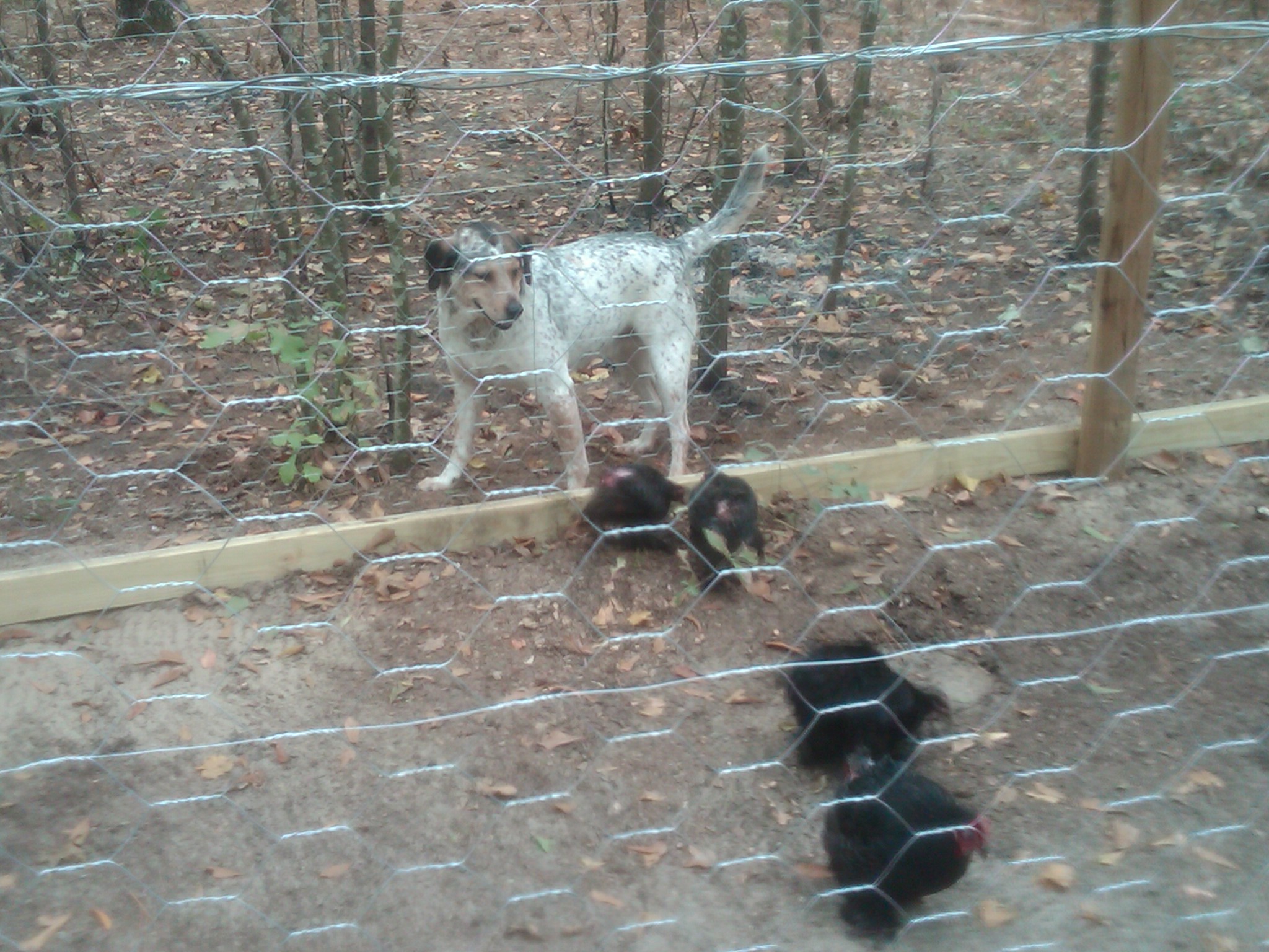 One of our 5 dogs country seemed to take an instant mothering instinct towards the chickens and wouldn't let any of the other 4 dogs come near the pen.  Hope she's mothering them and not simply protecting what she see's as her food source.  lol