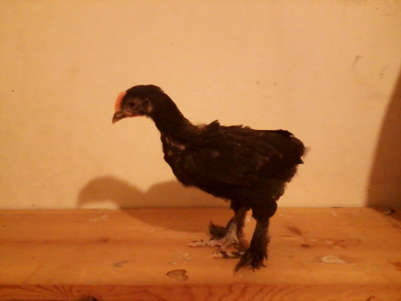 One of our 5 week old BCM cockerels.