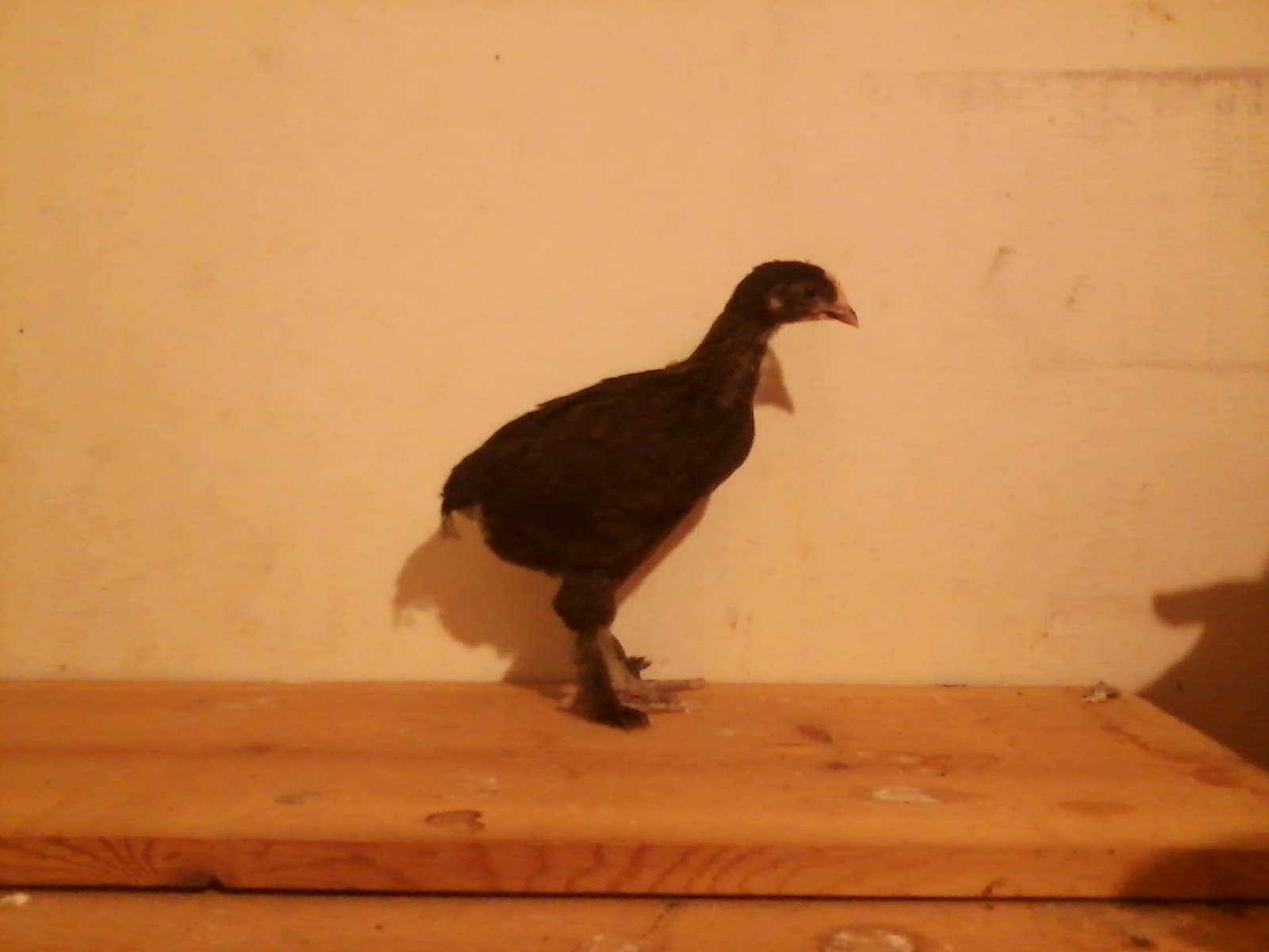 One of our 5 week old BCM pullets.