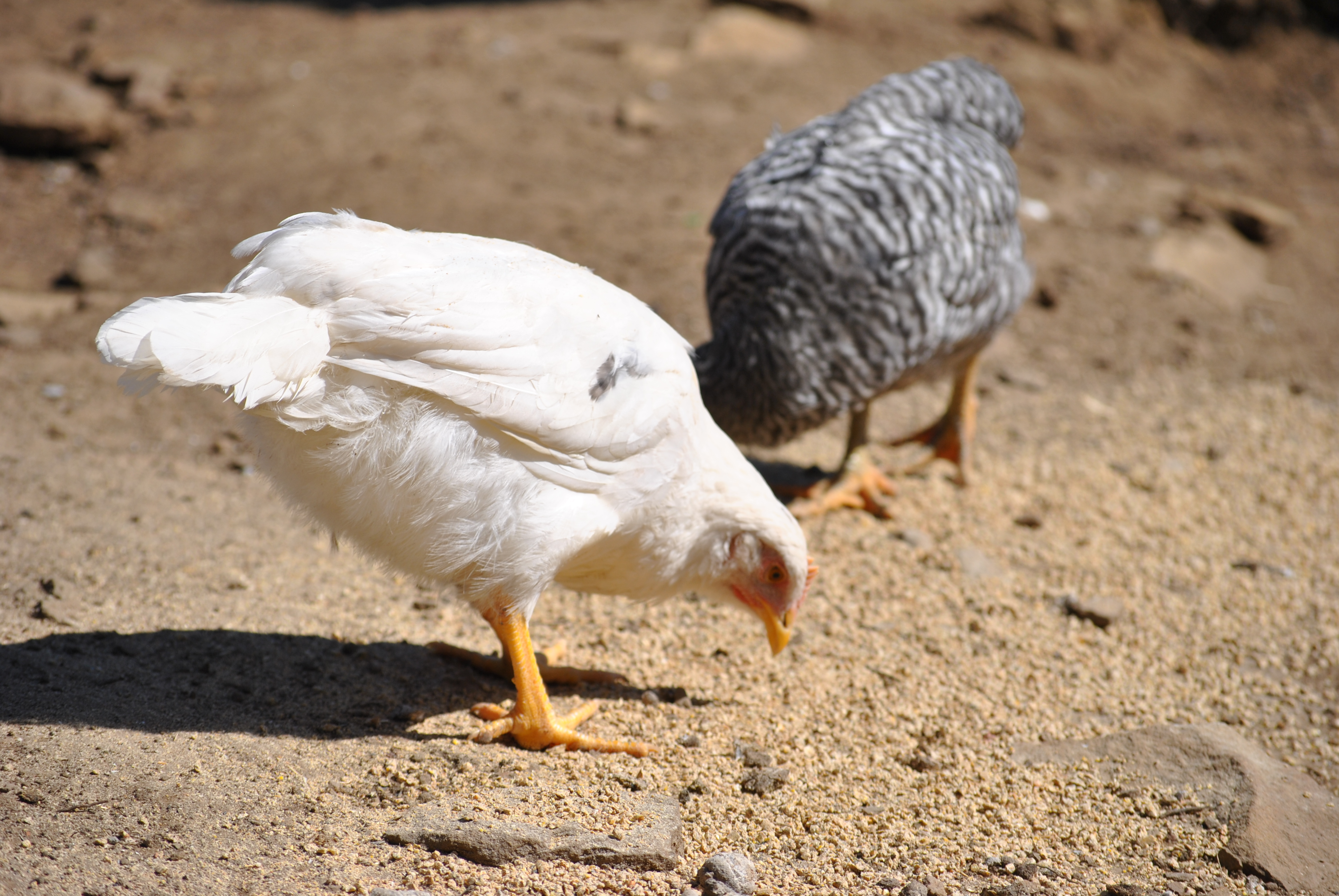One of our Austra White's, and a Barred Rock in the background
