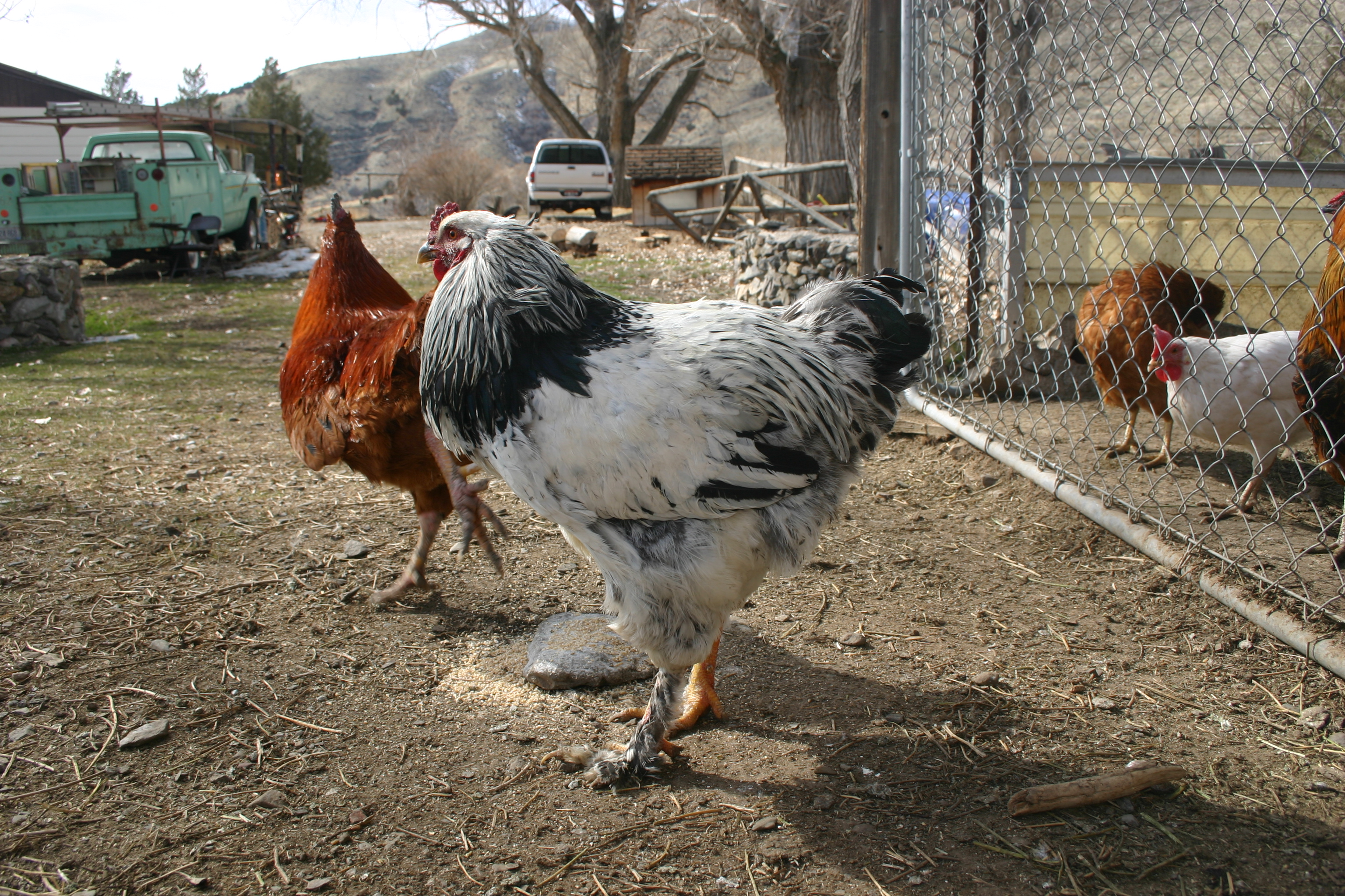 One of our Brahma roosters.