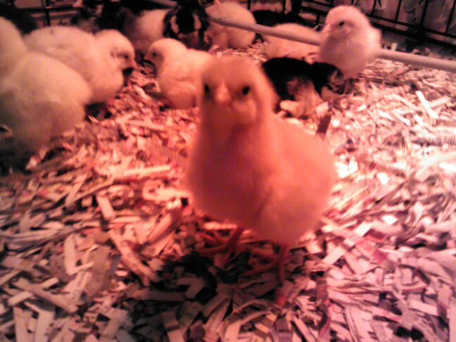 One of our Buff Orphingtons.