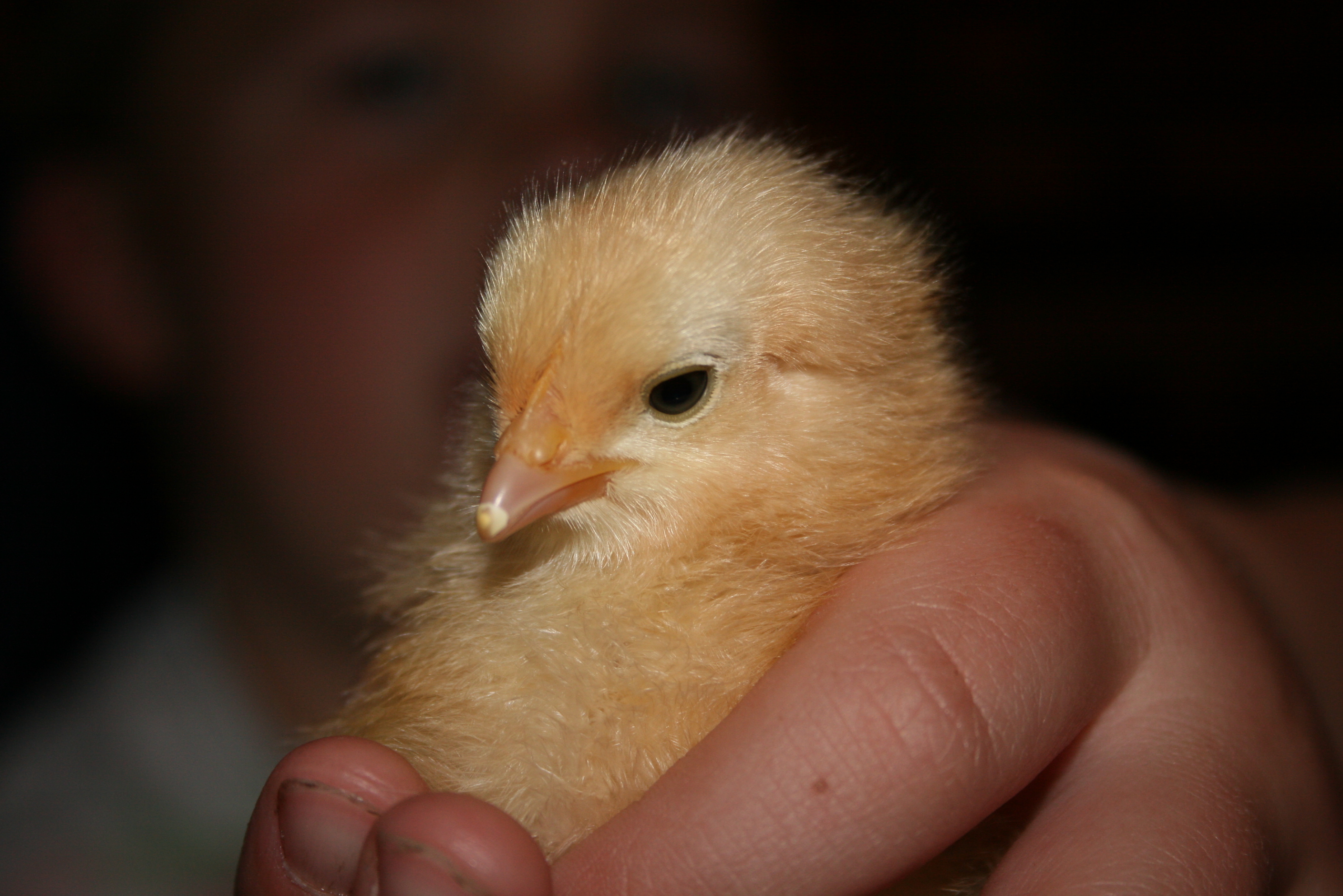One of our Buff Orpingtons...Buttercup or Sponge Bob, not sure which.  :)
