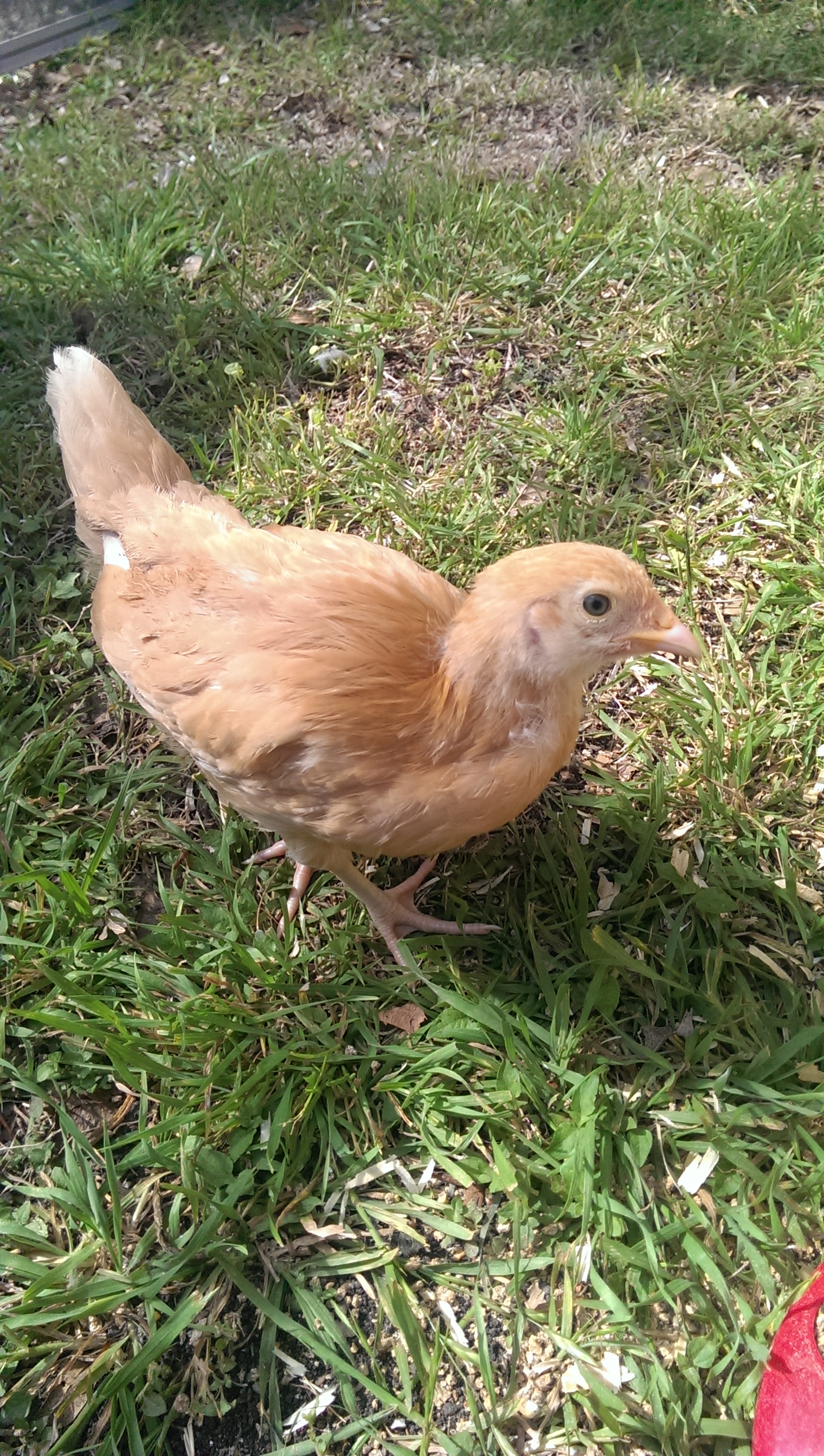 One of our Buff Orpingtons, Peppa