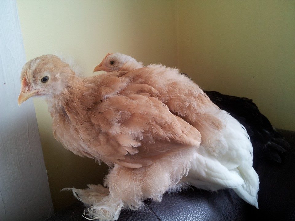 *
One of our cochins(forefront) sitting by her boo....a leghorn(back)