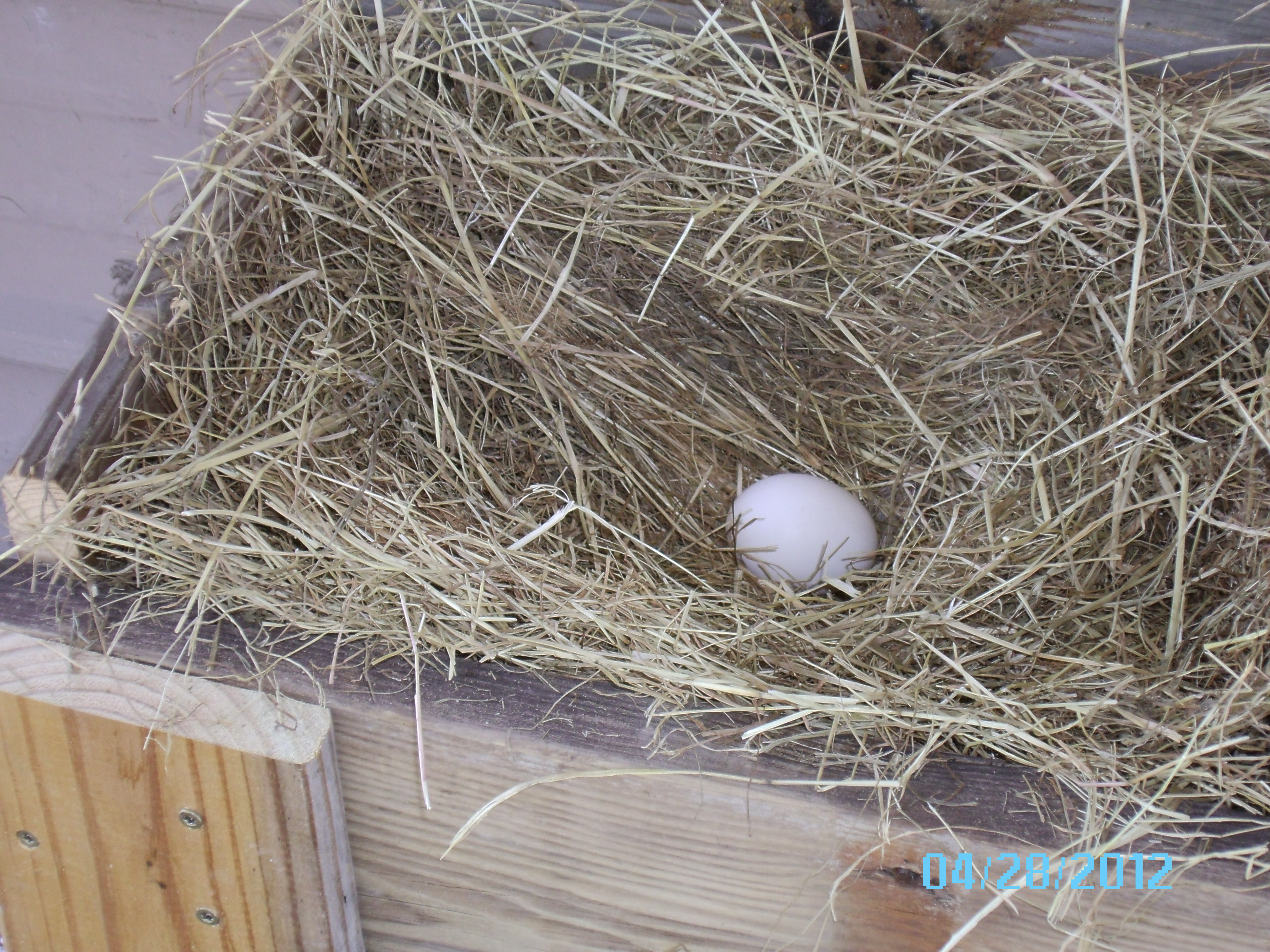 one of our first eggs