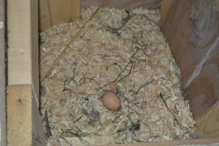 One of our first eggs!