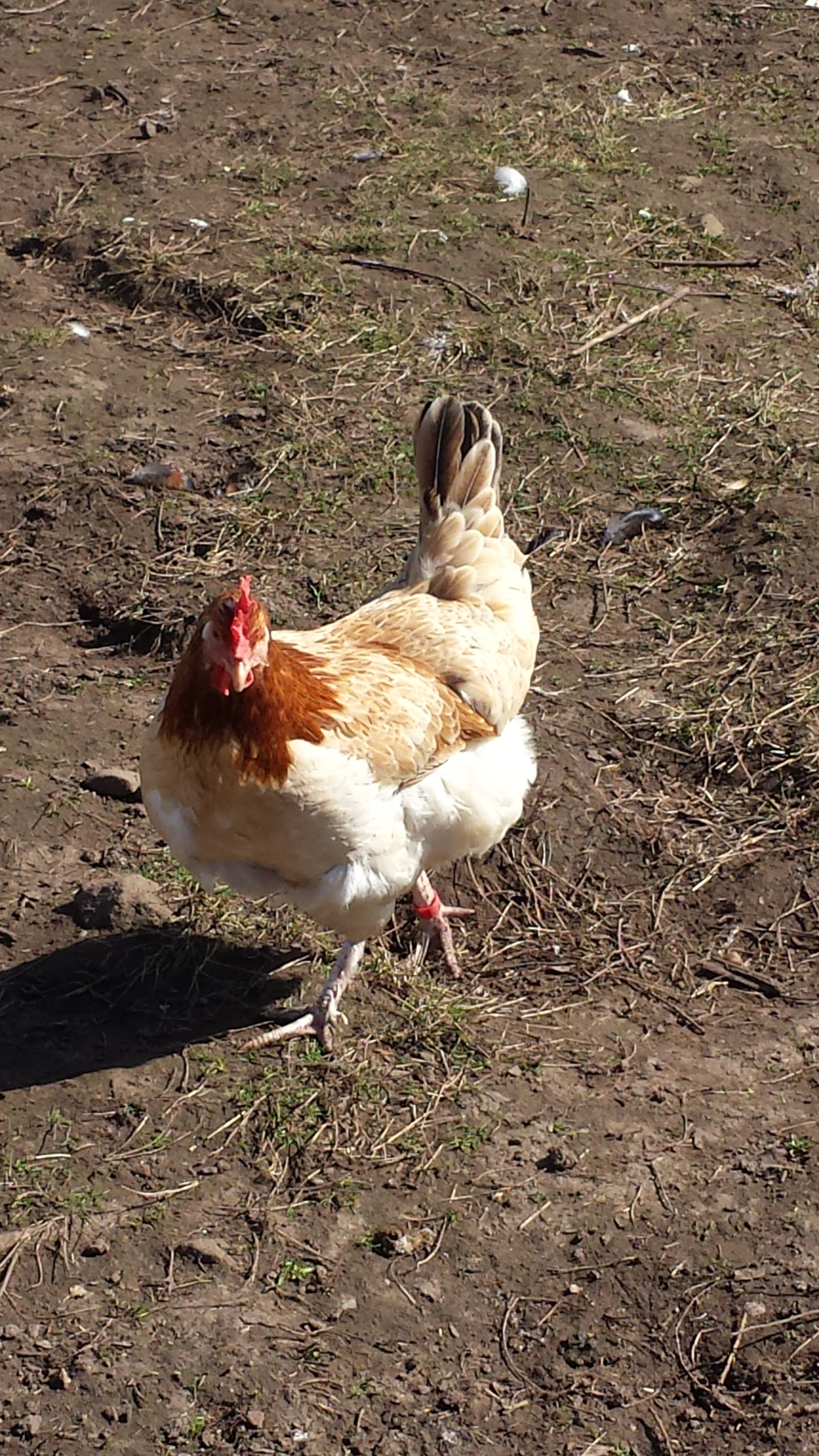 One of our French Wheaten Maran hens.