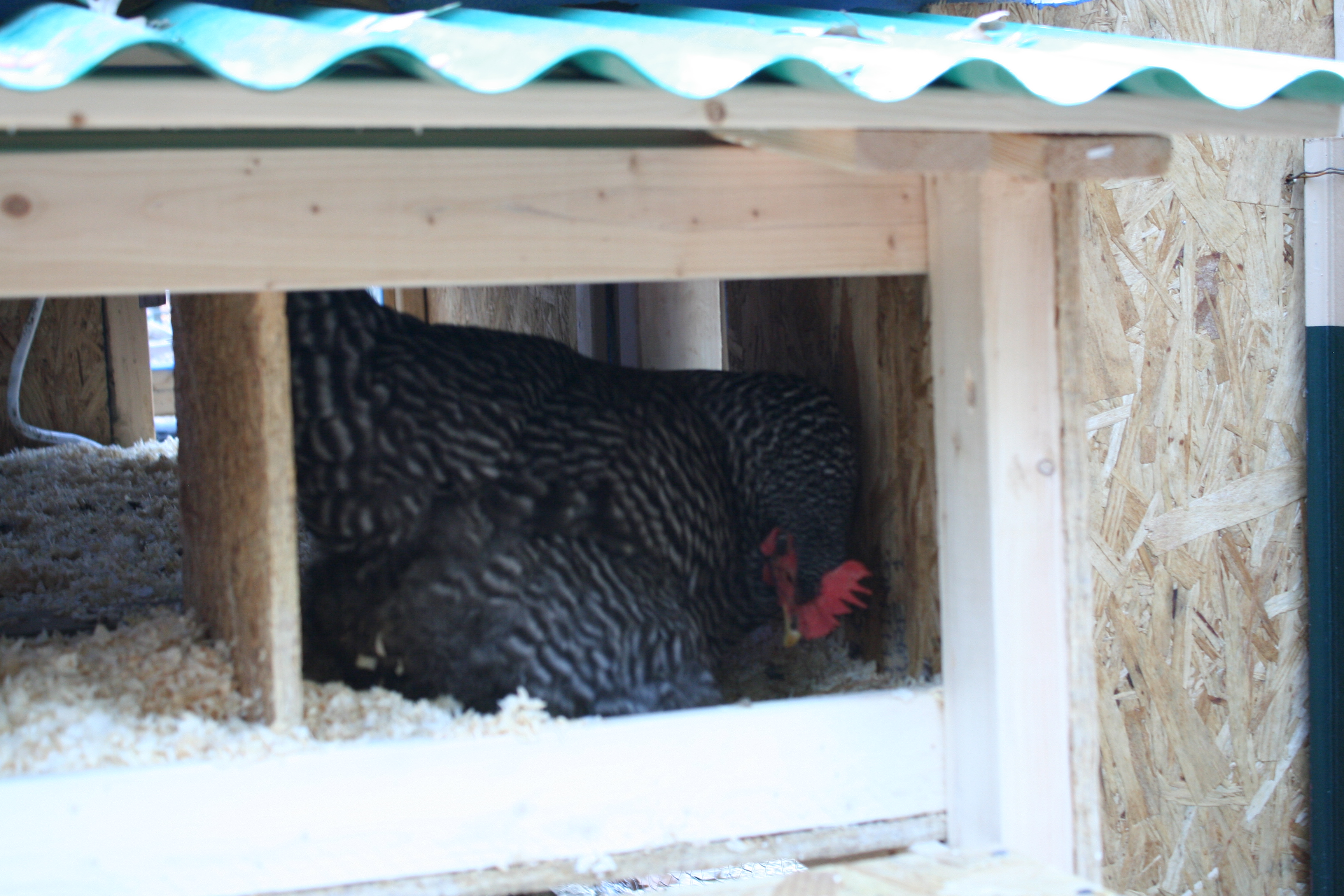 One of our girls demonstrating the nest box.