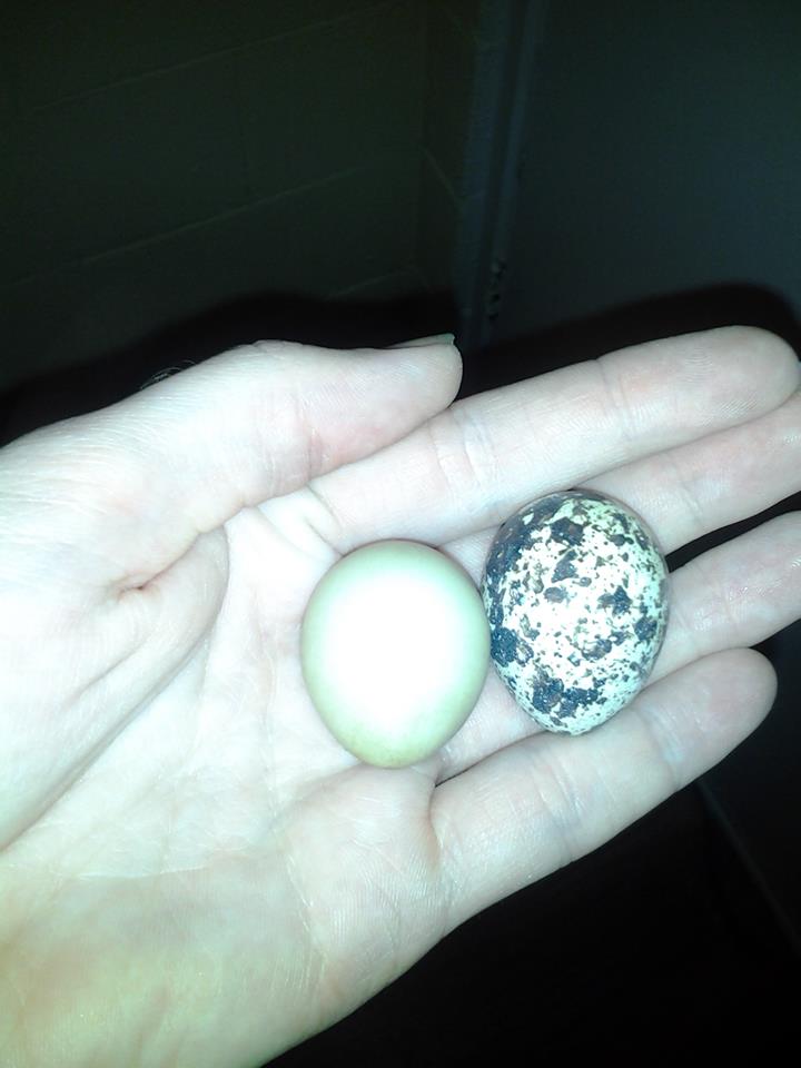 One of our girls forgot the spots, only did this once so far.