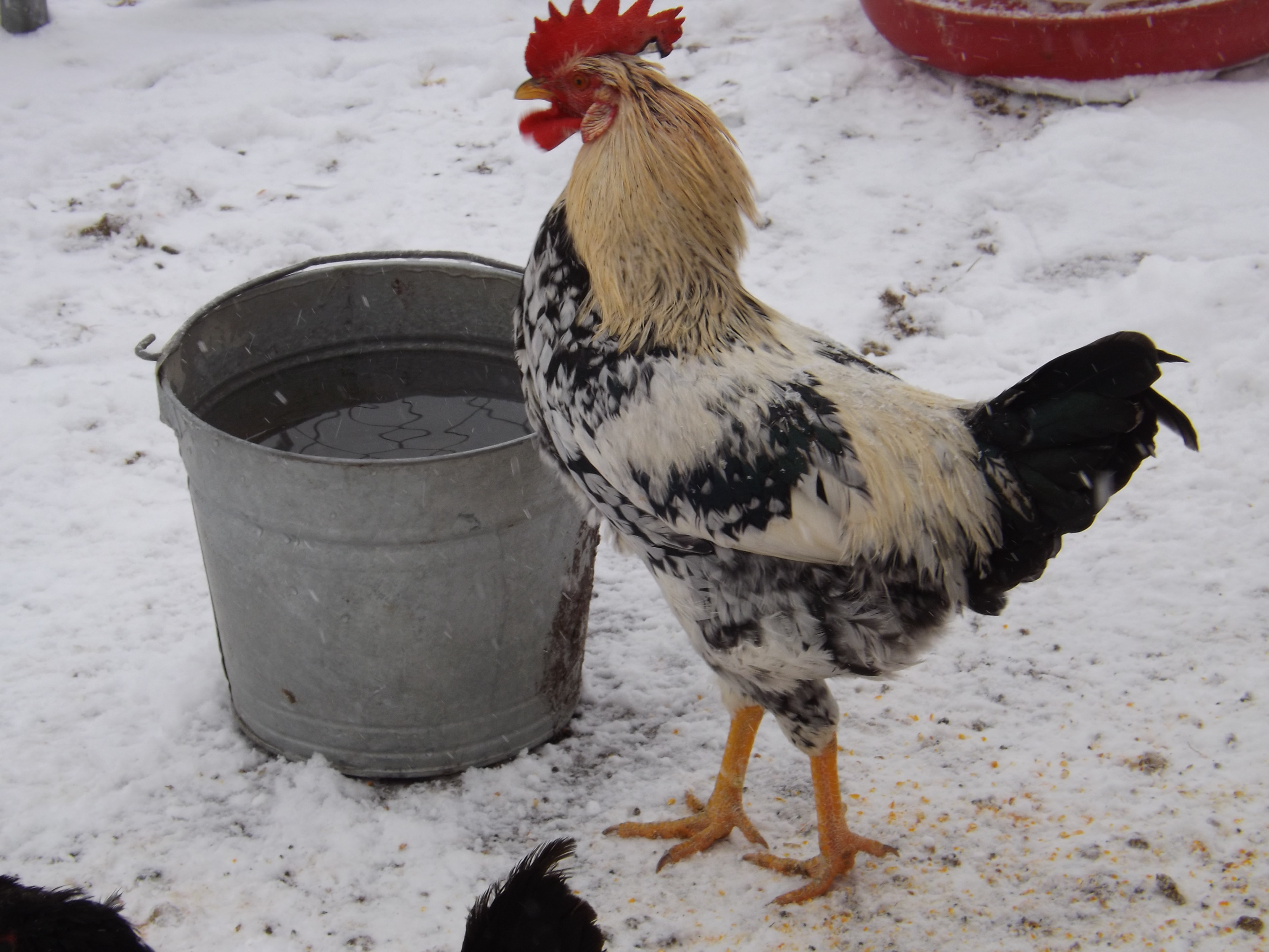 One of our hatchlings.... Rex's son and not sure who or what the mother hen is.