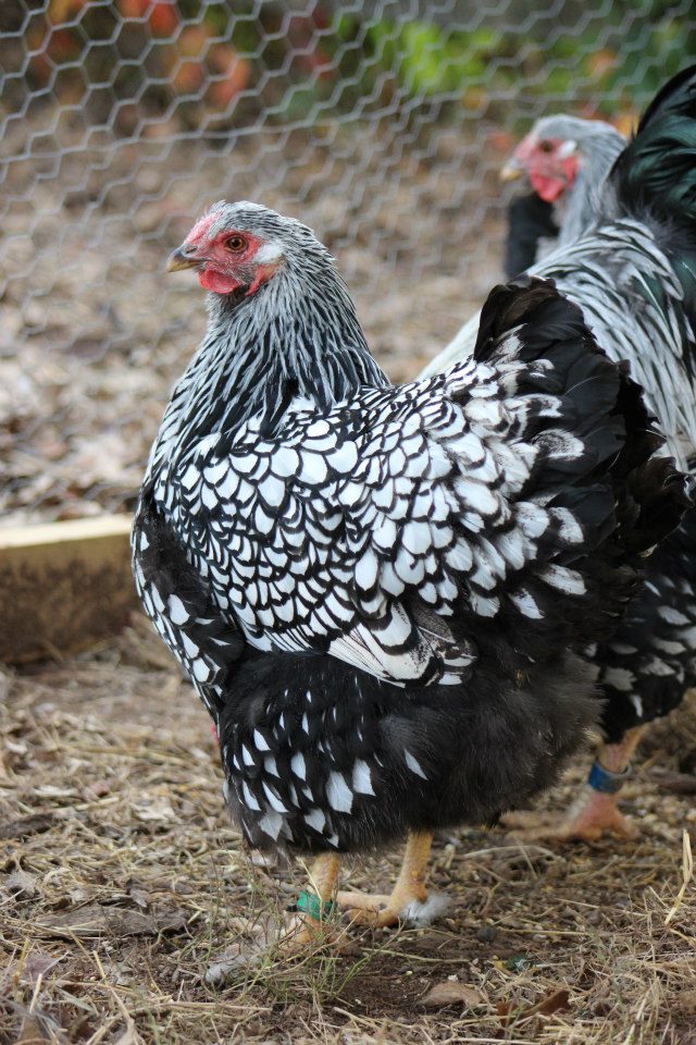 One of our hens from flock #2