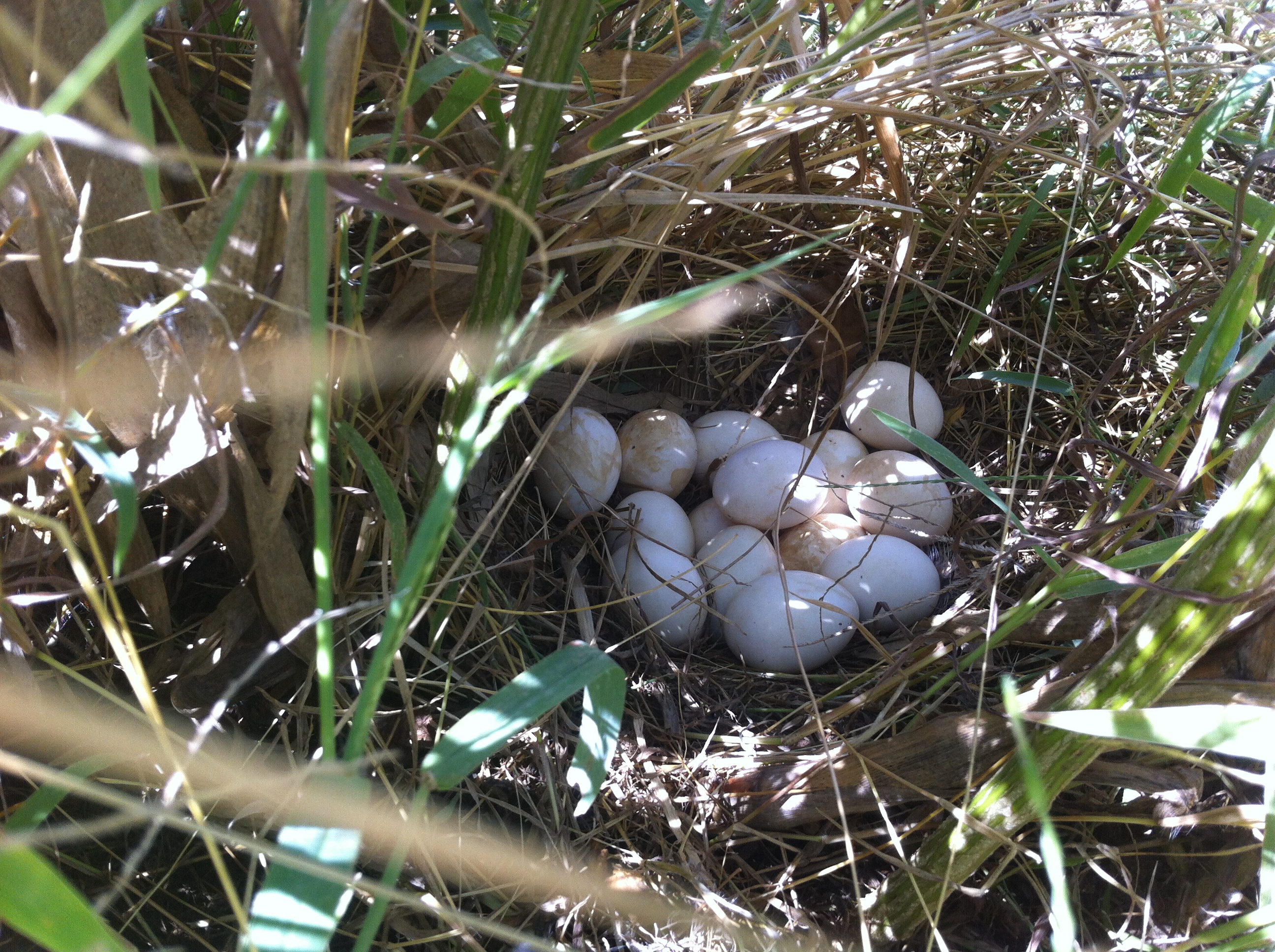 one of our hens went missing, and when we found her she had 14 eggs!