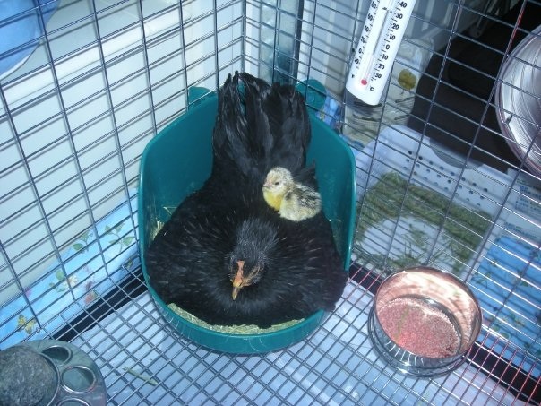 One of our Japanese bantams got broody in February, so we moved her into the mud room of our house. That was the cleanest chicken coop I've ever had!