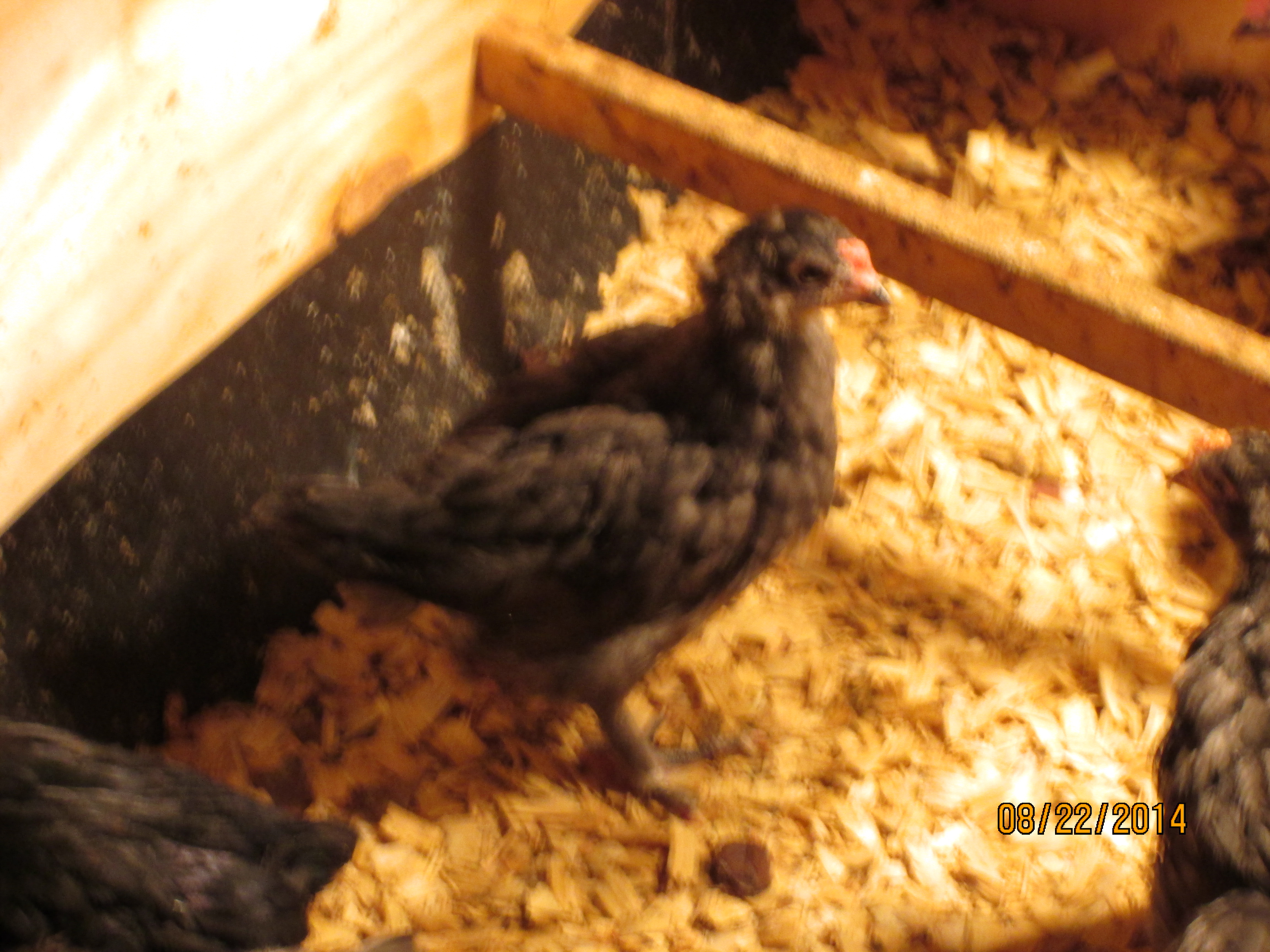 One of Our little OE