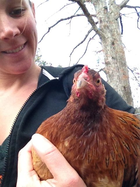 One of our new birds.  I really am not sure of the breed but she laid the white egg we are incubating.