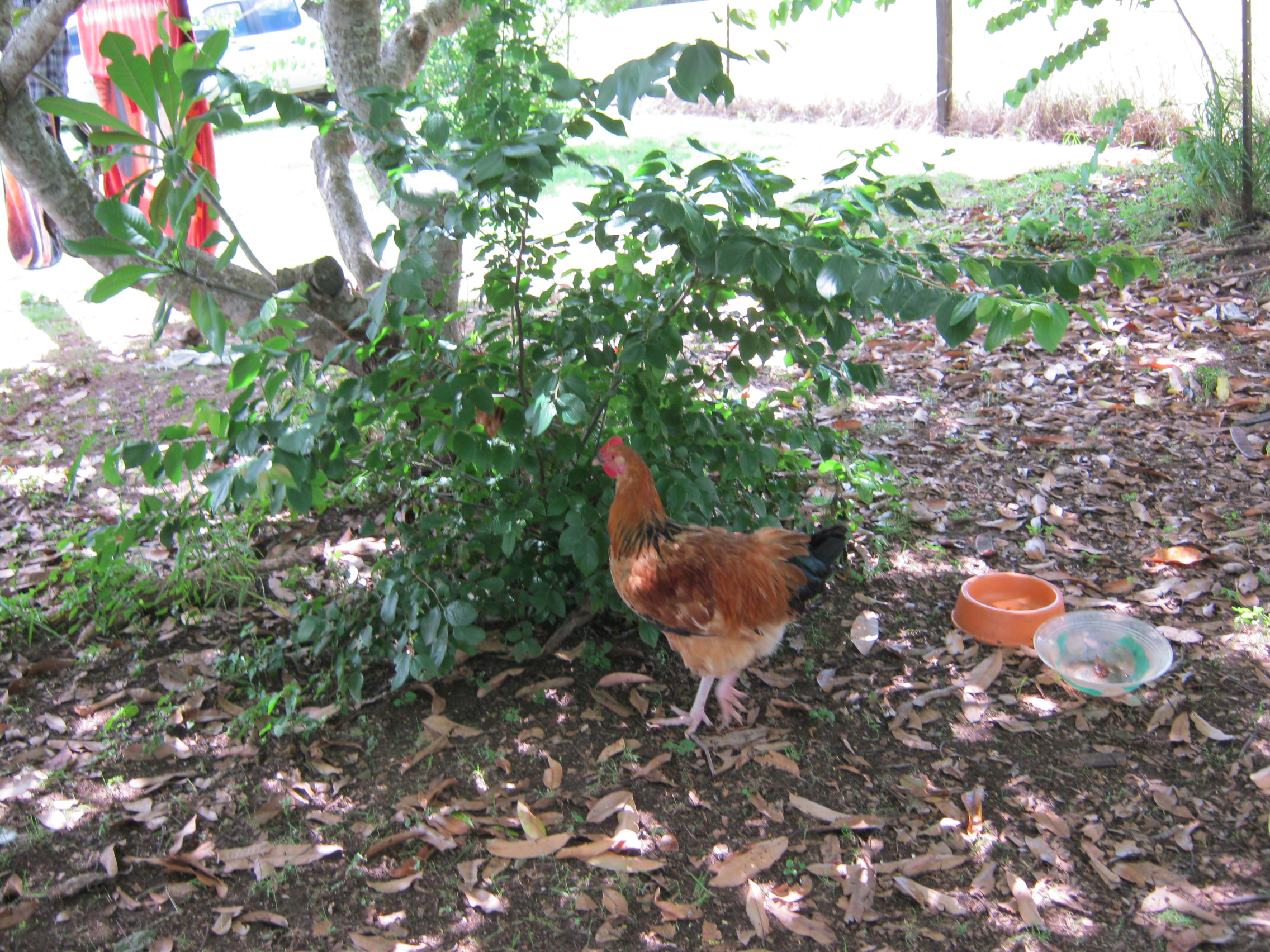 One of our original babies.  Hatched from fertilized eggs bought for a broody hen.