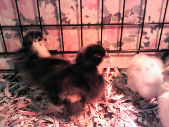 One of our Plymouth Barred Rocks in the front, and a Black Australorp in the back. To the right is a California White Leghorn.