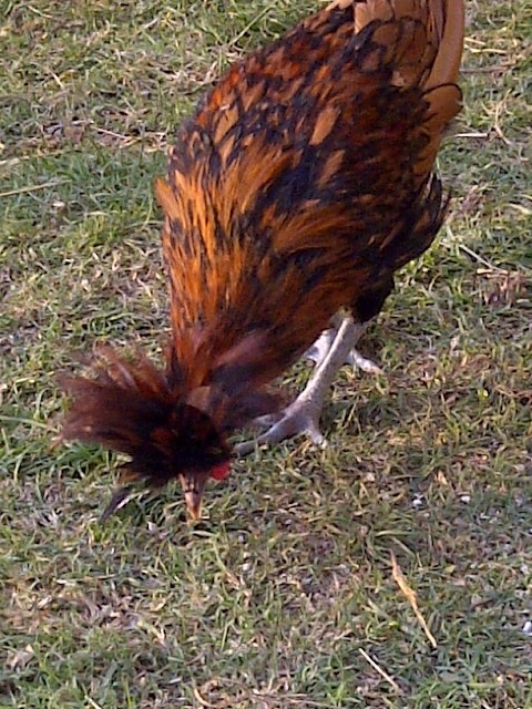 One of our polish roos searching for bugs..not the best pic. HE WON'T STAY STILL!!!!