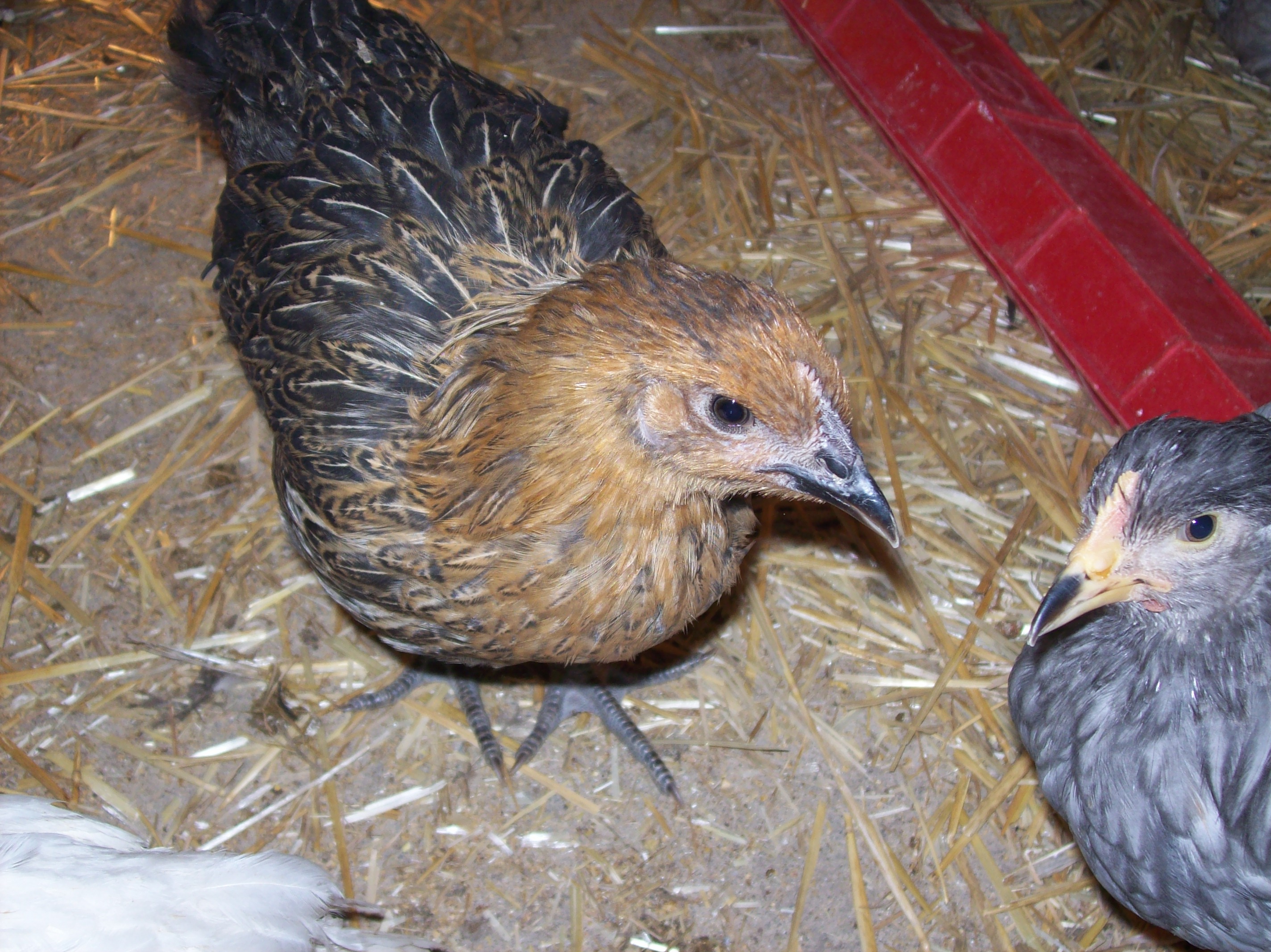 One of our pretty little Orpington project pullets