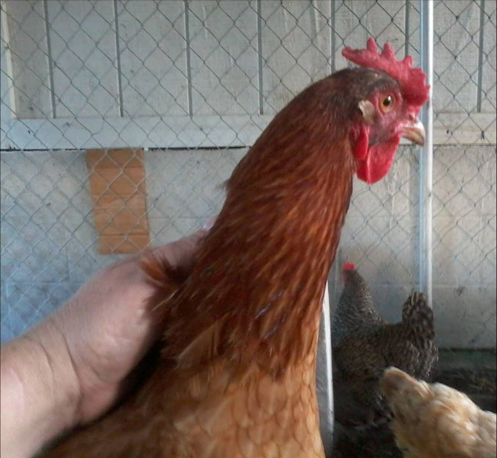 one of our reds - loves to be scratched