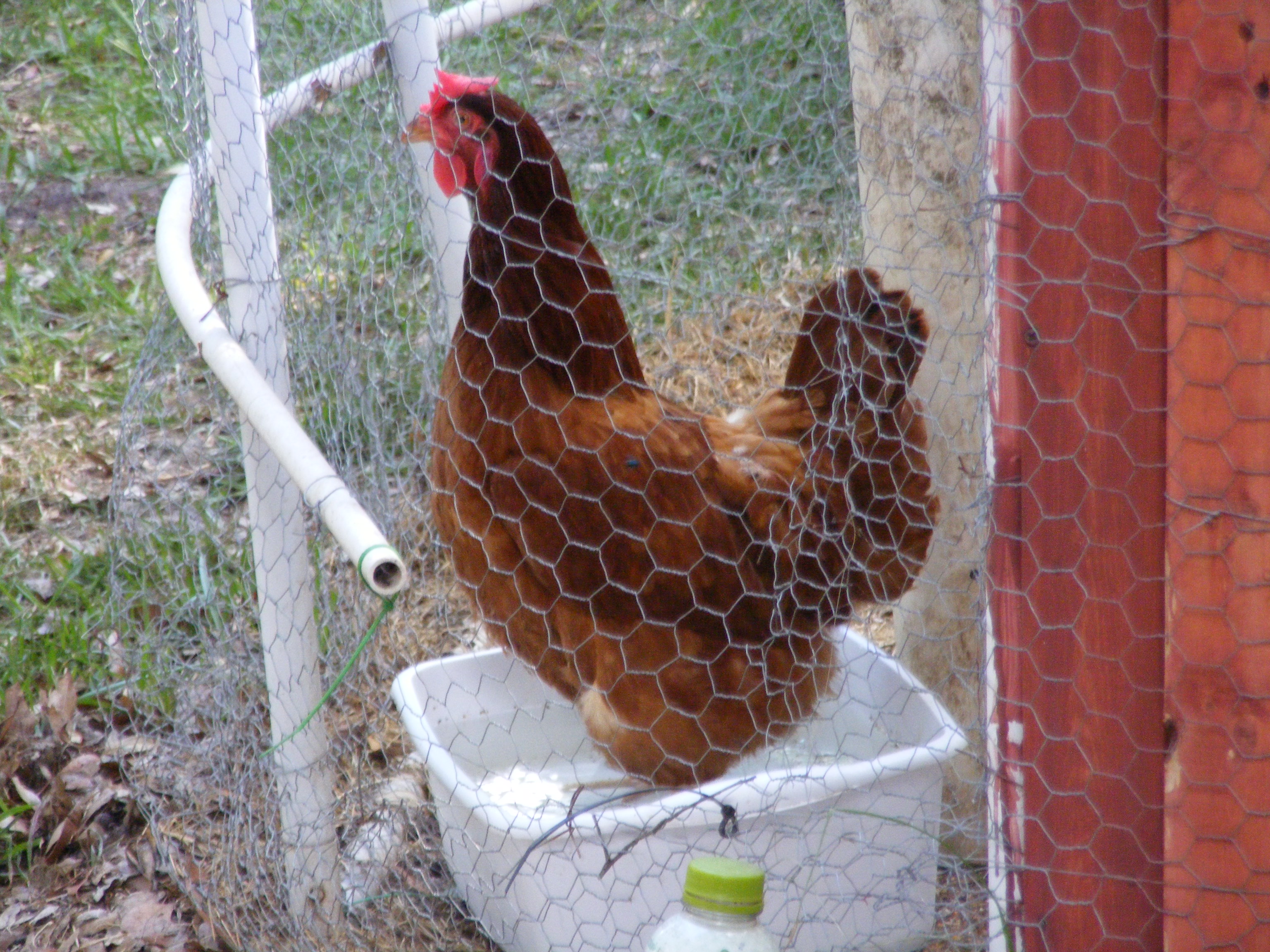 One of our reds using her water tub to cool off in the NE Florida heat