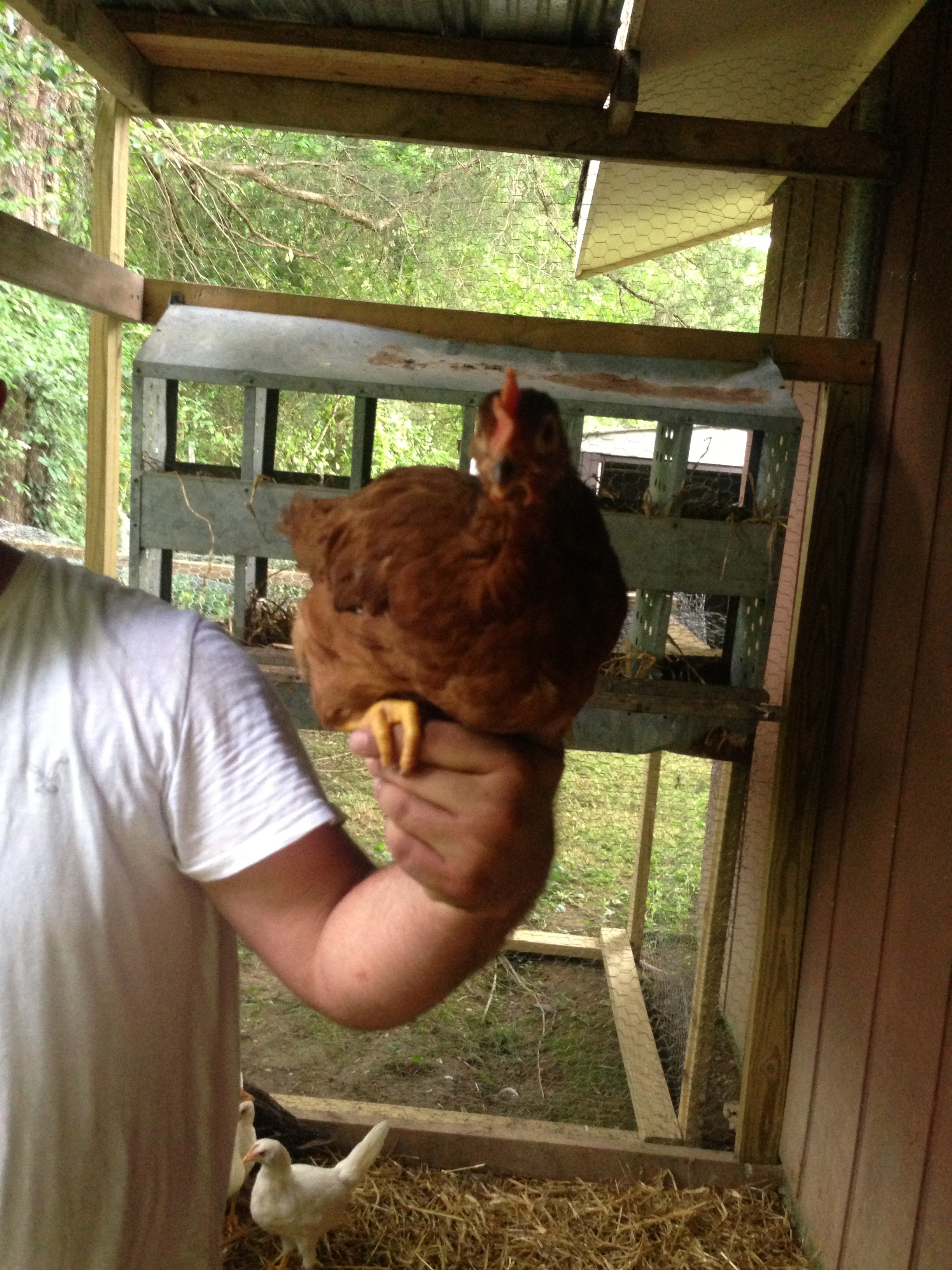 One of our rhode island red hens named Marley!
