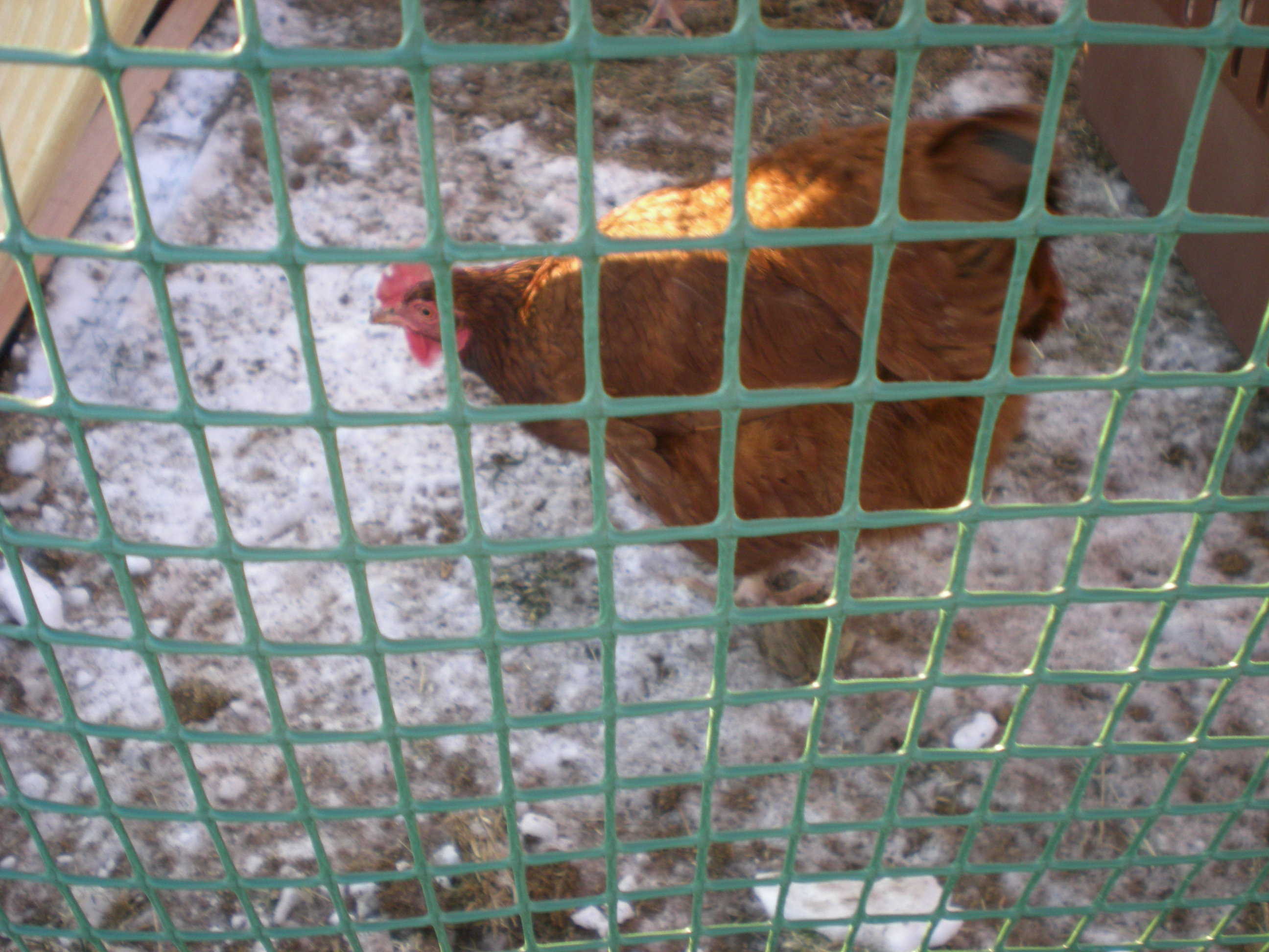 One of our Rhode Island Reds--January 2013