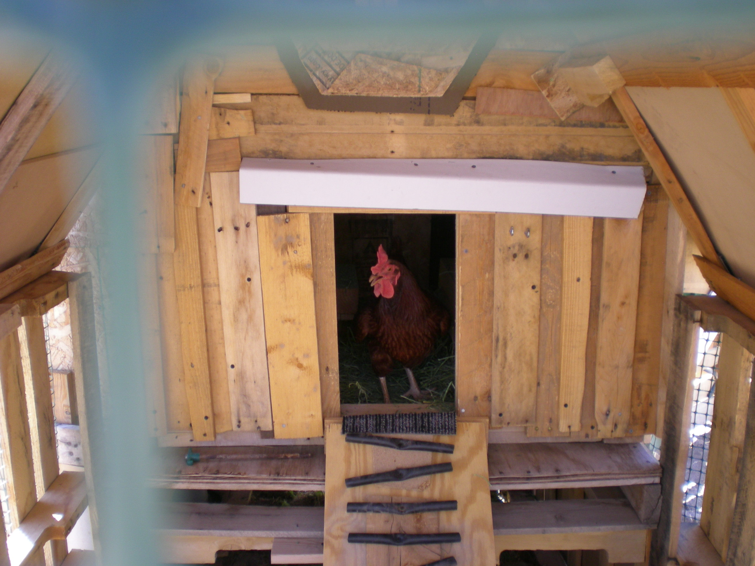 One of our RIR's coming out of the new coop made totally out of pallets and re-purposed material.