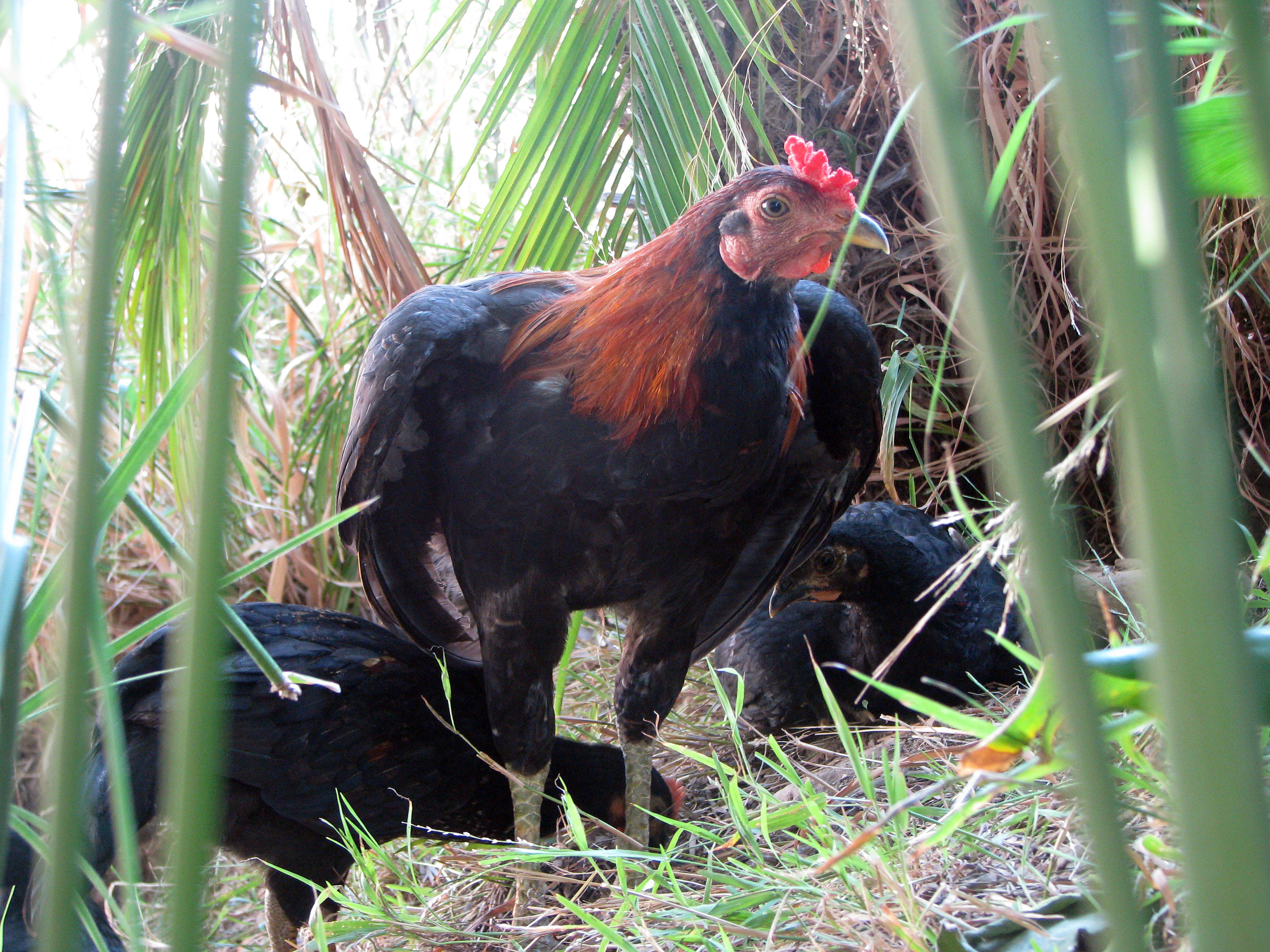 One of our roosters