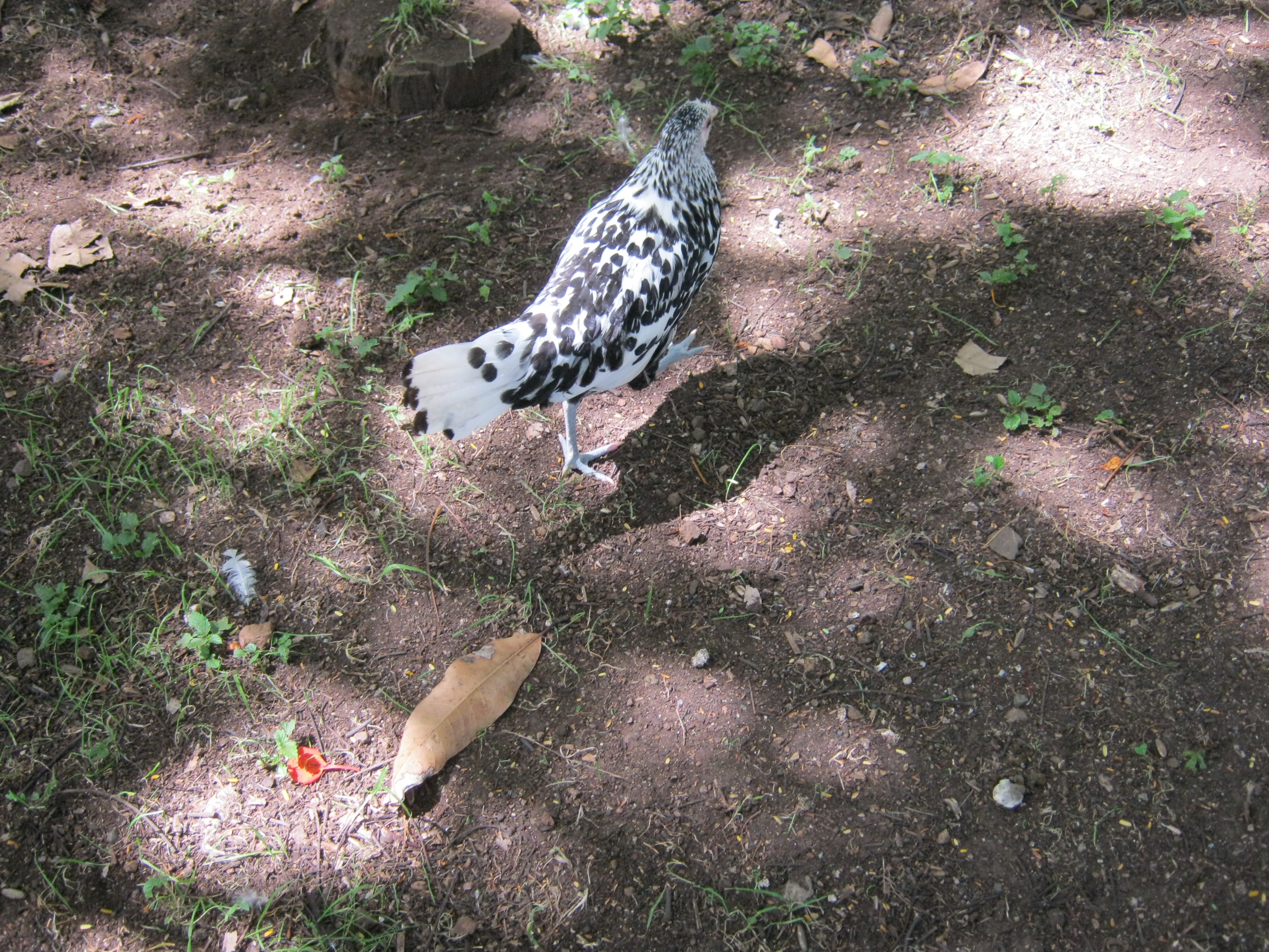 One of our second batch of babies hatched from fertilized eggs bought for another broody hen.  Six chicks from six eggs.  3 hamburg, 3 black and white chinese silkie things.  Not sure what the others are exactly.