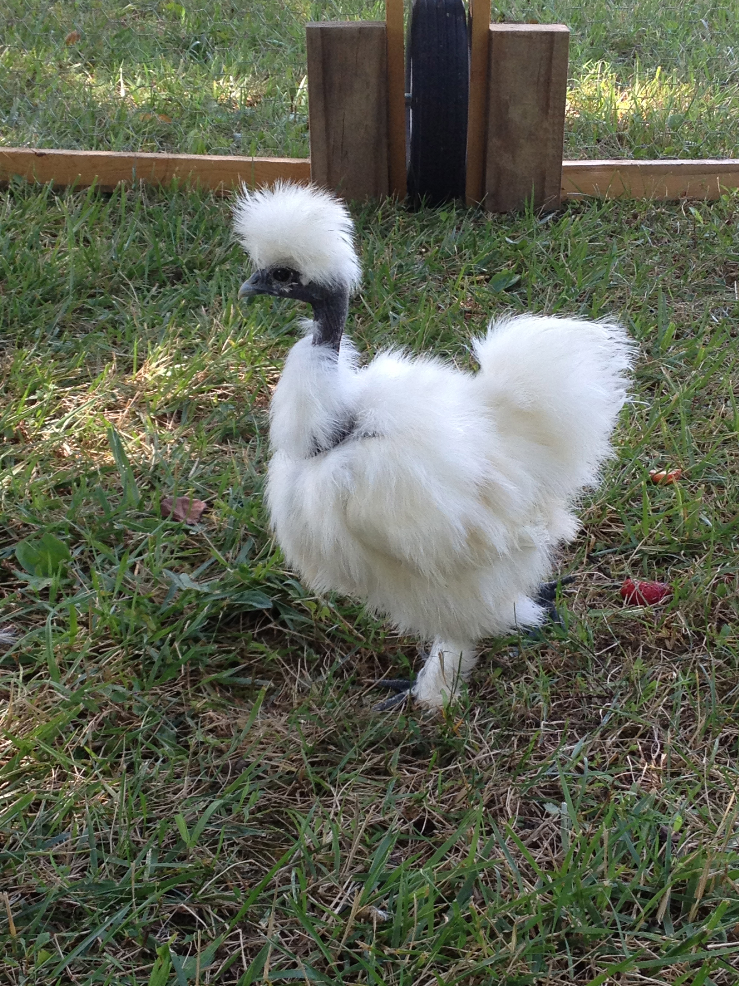 One of our Showgirl pullets