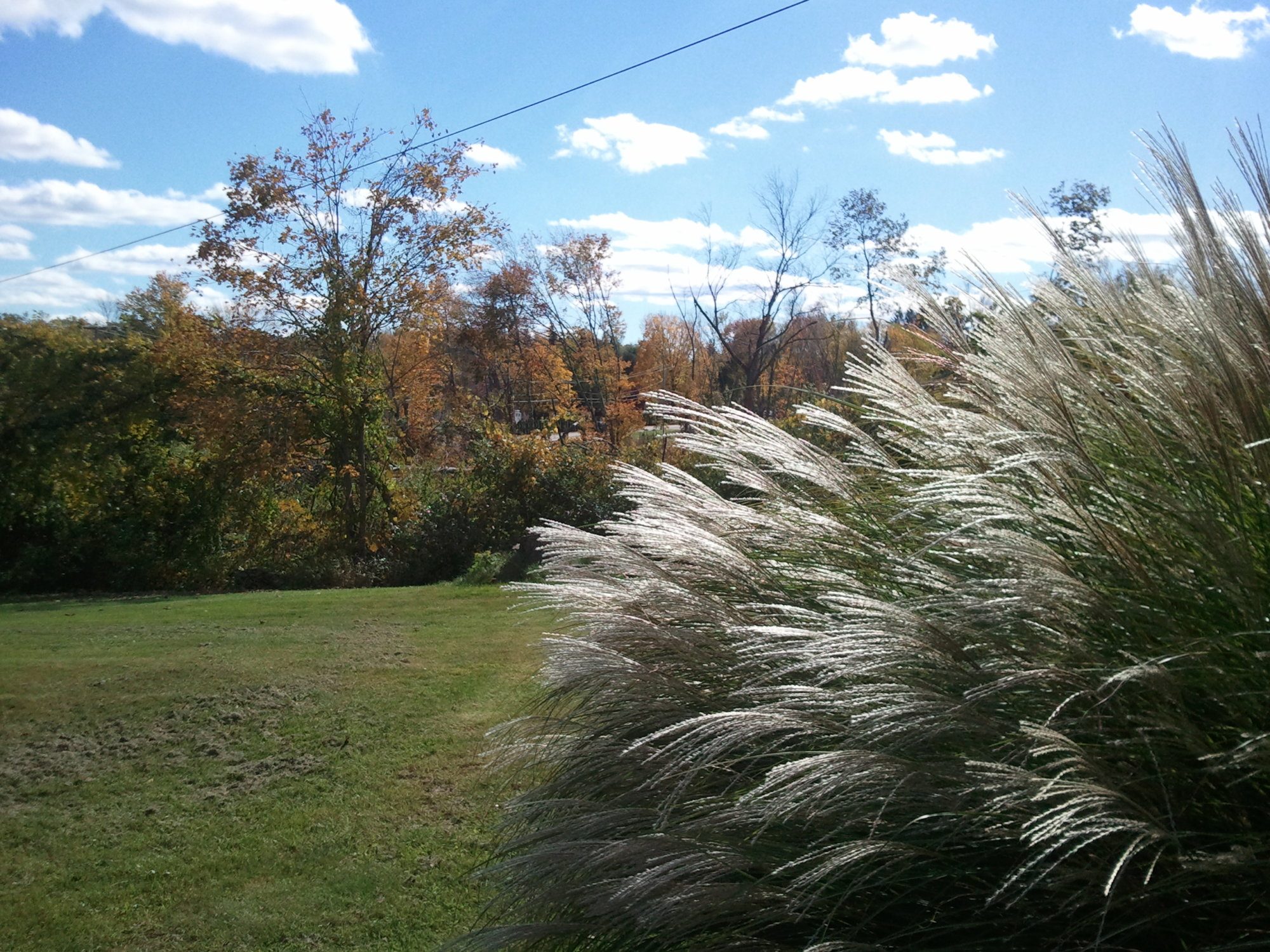 One of our side yard views after the tornado devastation.