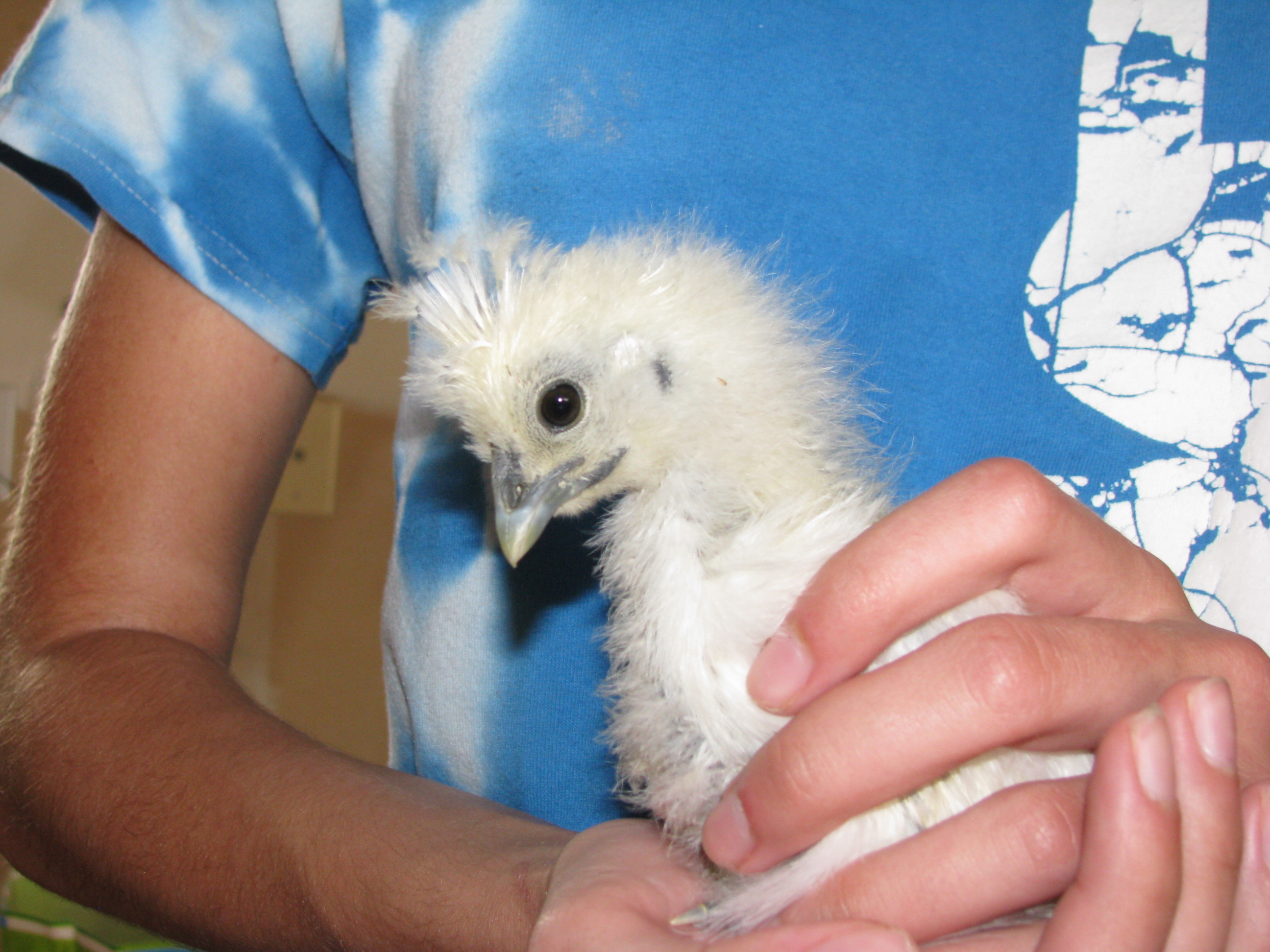 One of our Silkies.