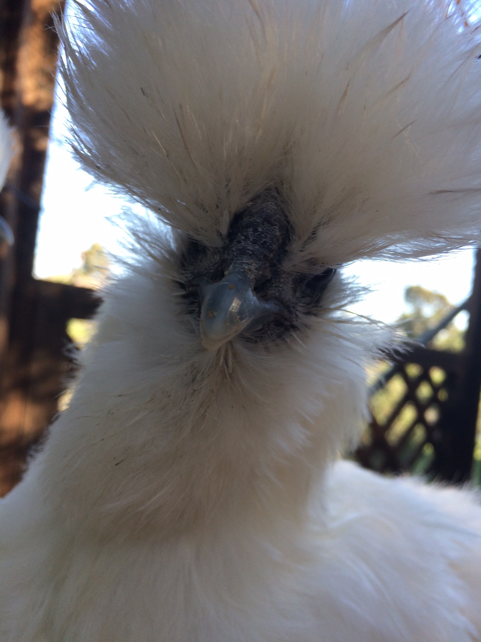 one of our silkies