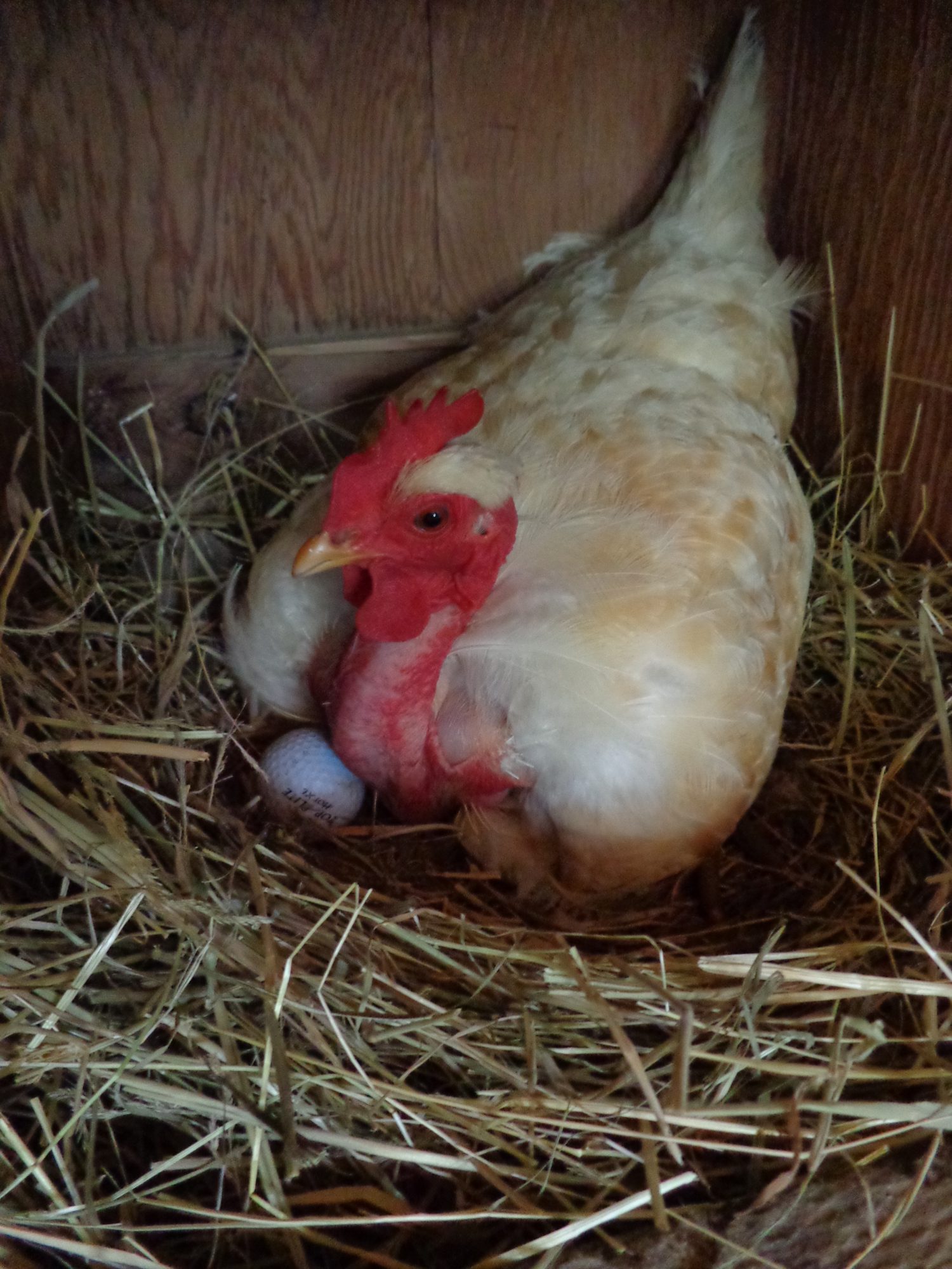 One of our three turkens, tryin to hatch out a golfball.