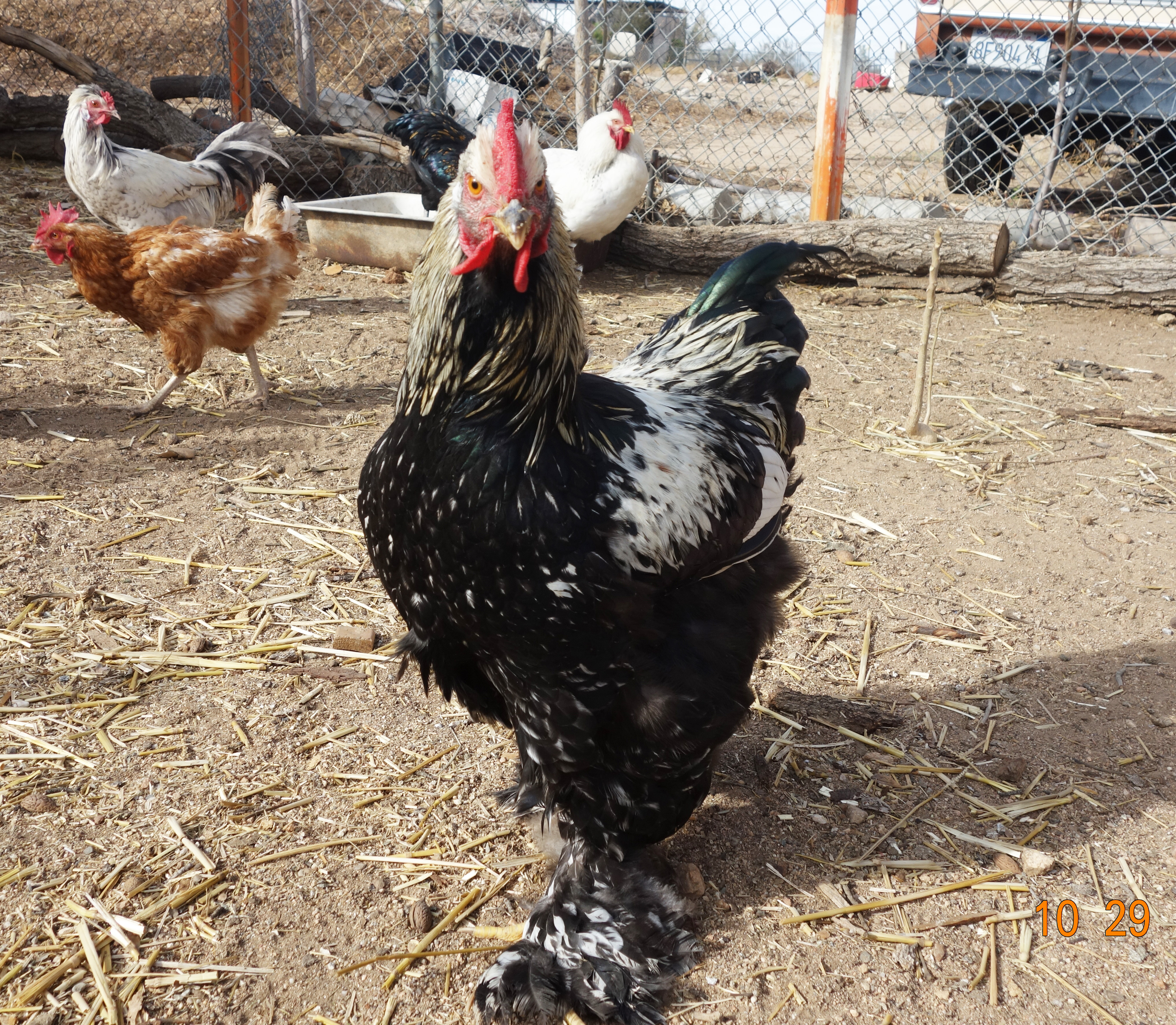 One of our two cochins.