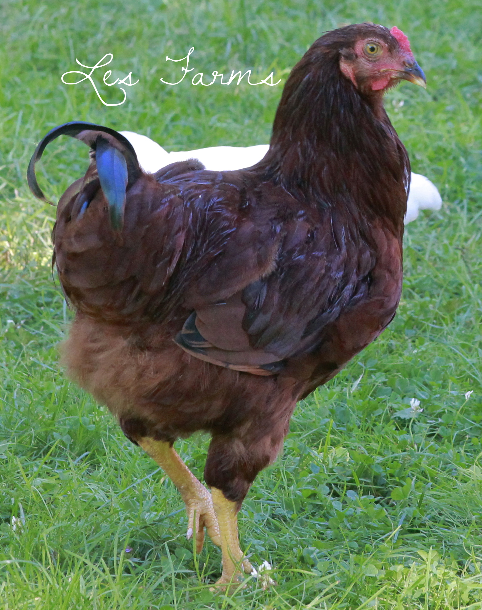 One of our two RIR boys