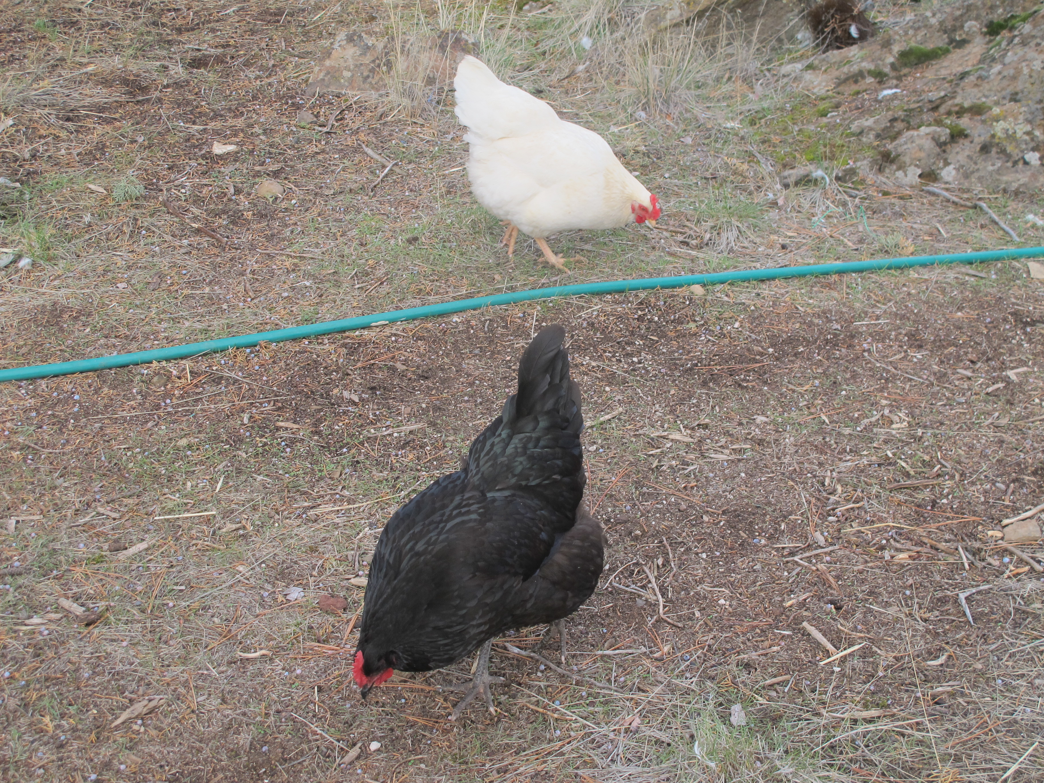 One of our White Plymouth Rock hens and Obsidian, our Black Austrolorp and best layer.