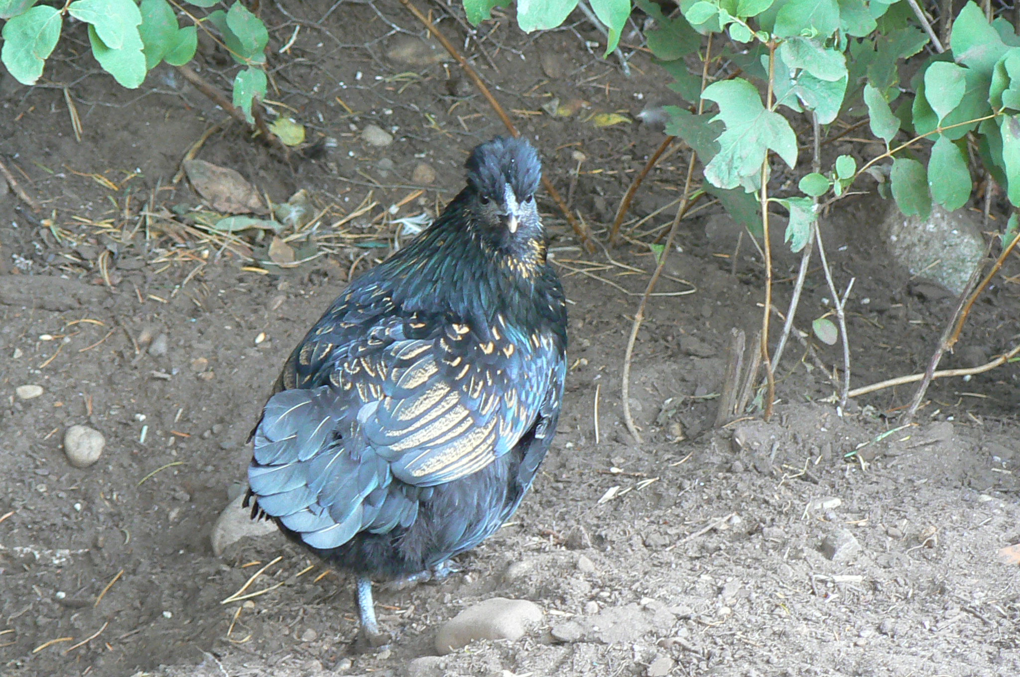 One of our white silkie/golden sebright crosses.   How on earth do we tell if they are hens or cockerals.  (no crowing yet)