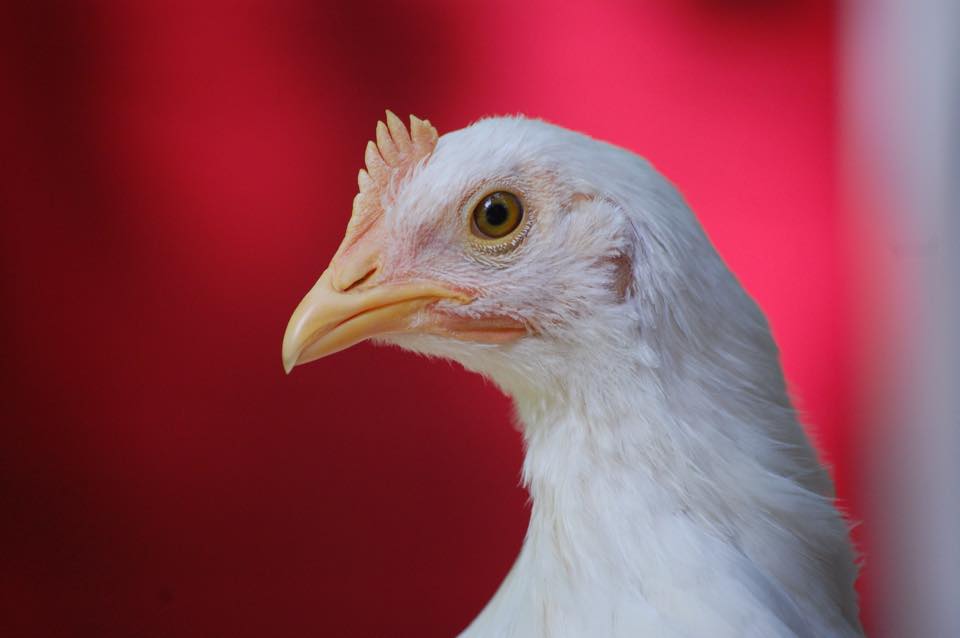 One of our young Leghorns