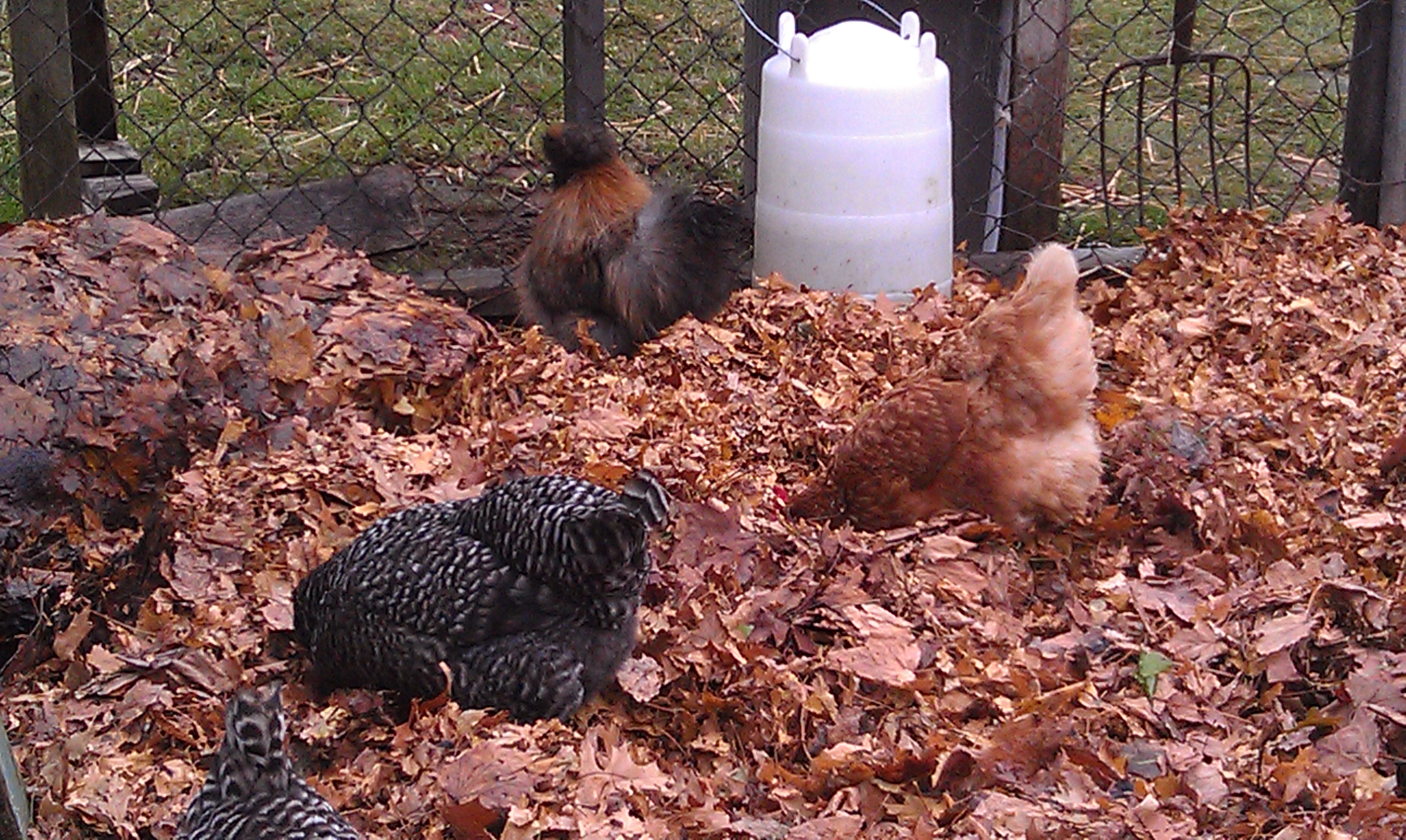 One of Pearl's kids in the back here. Chippie. He was hatched by a friend from my eggs, and I'm jealous. I want him :P