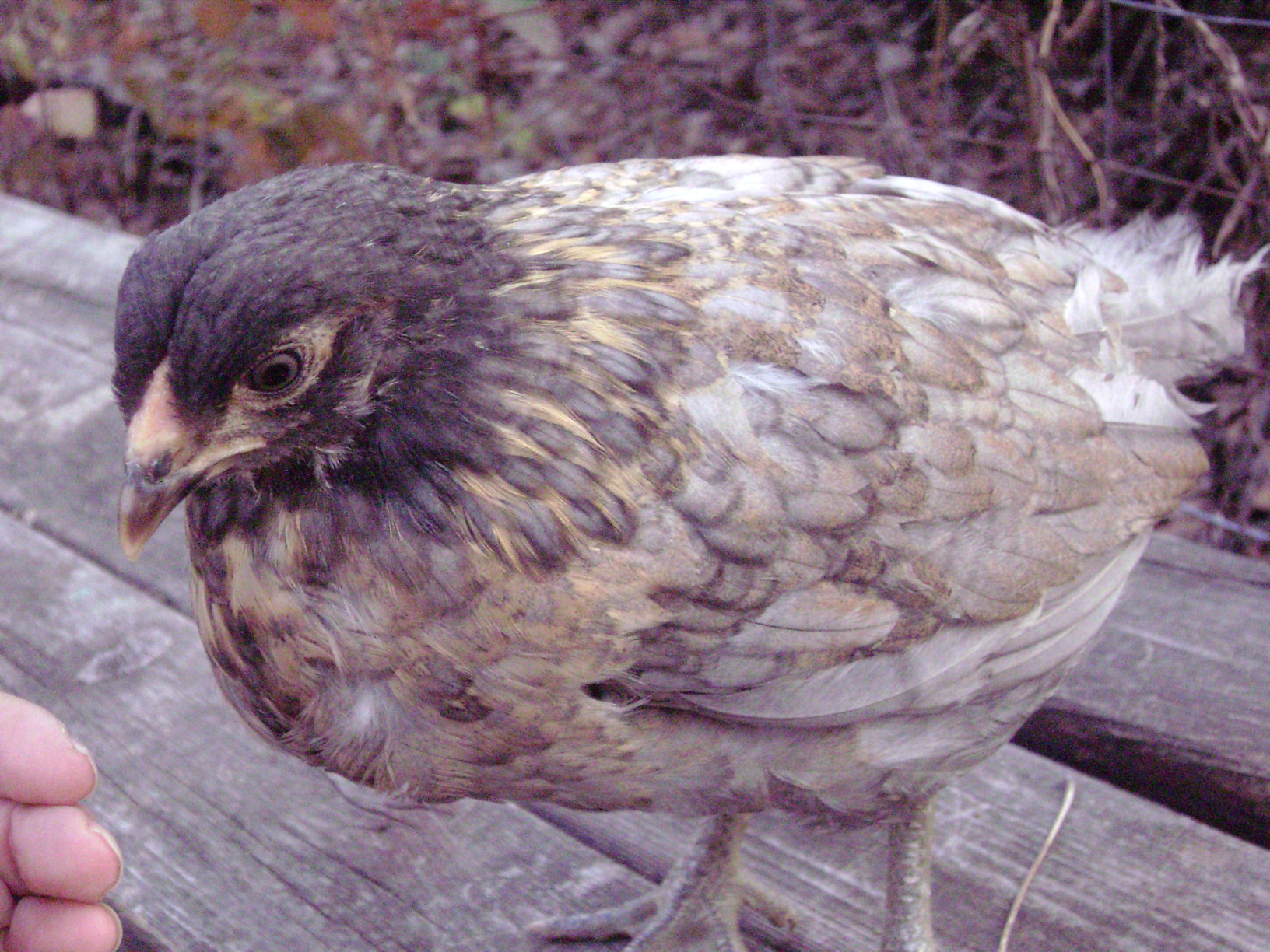 One of princess' babies, just like her mom!  Shy and affectionate :)