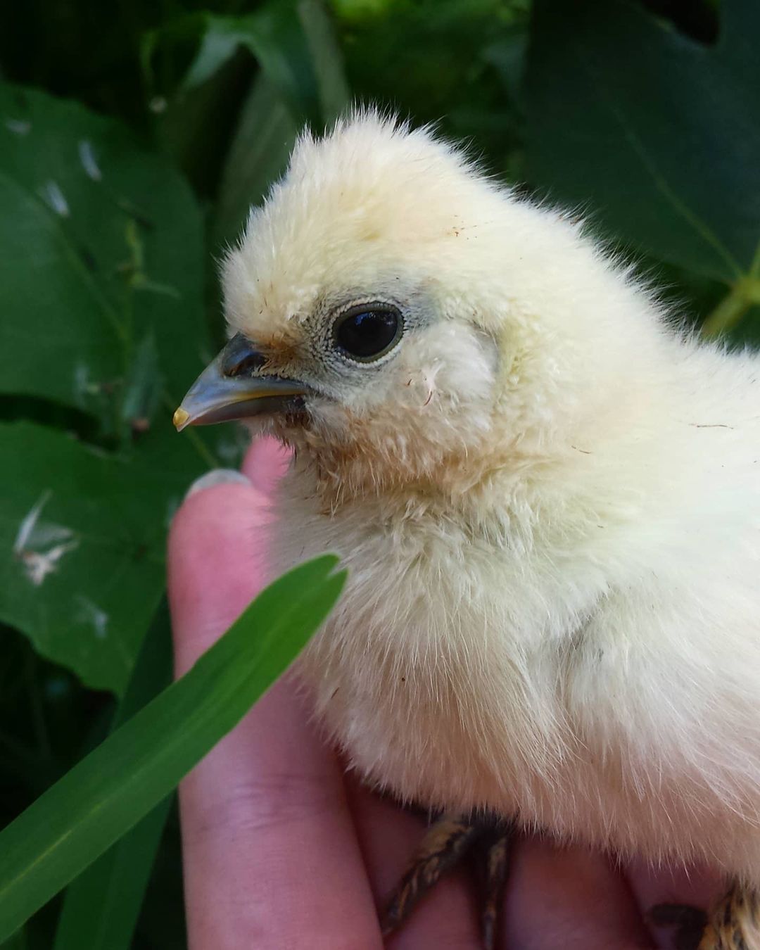 One of Sophie's Chicks